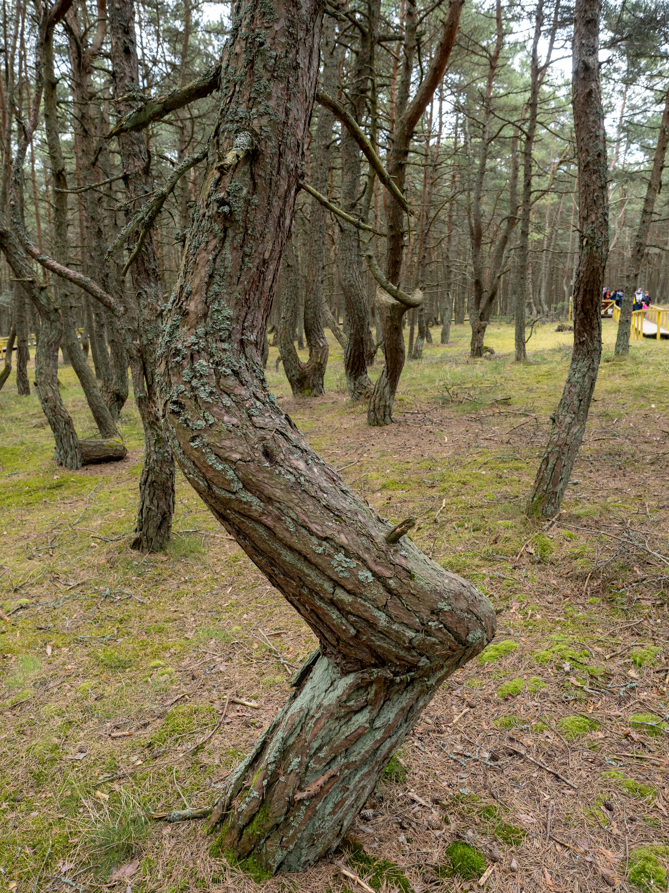Калининград и окрестности. Творческие сьемки
