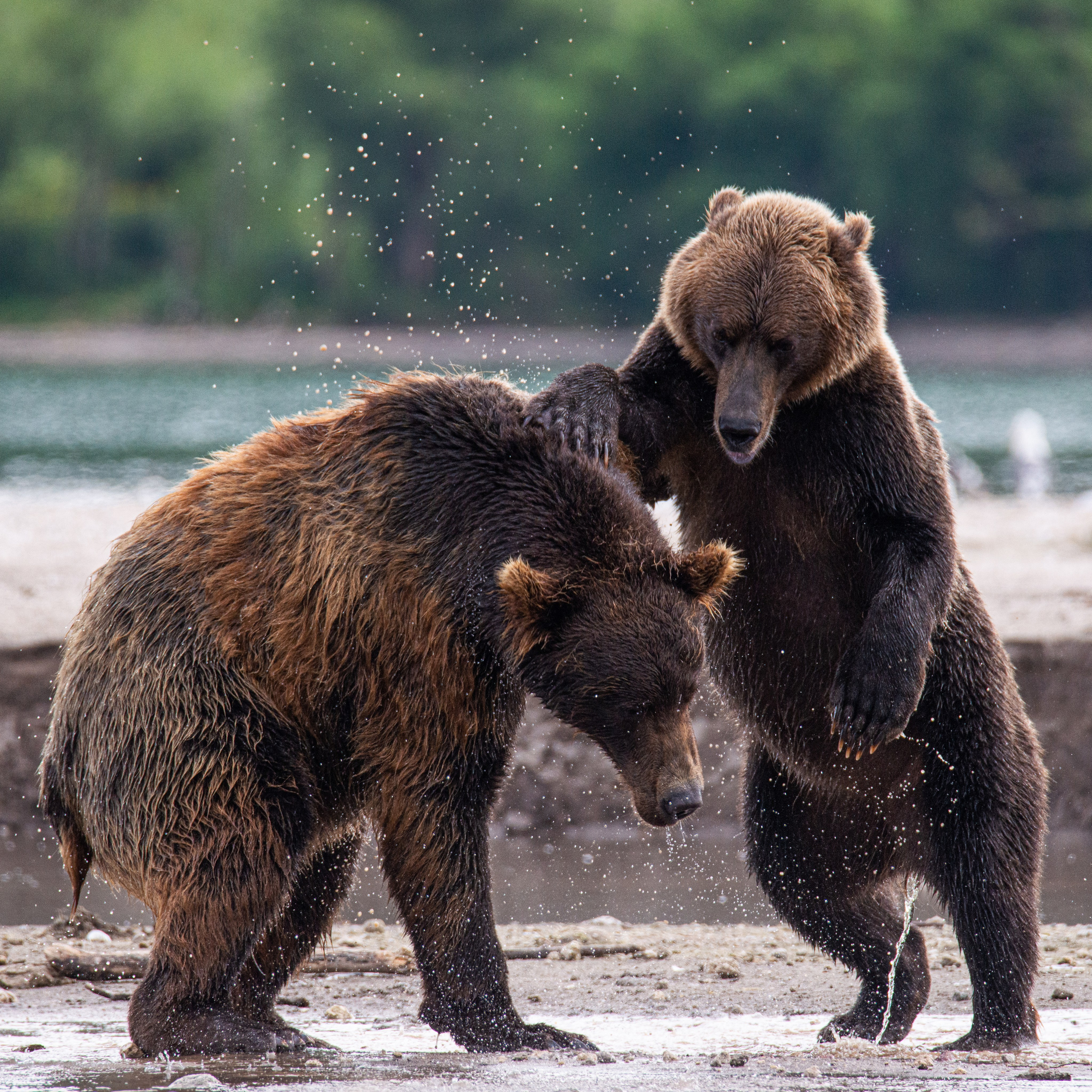 Камчатка — земля медведей. Игорь Иванко — Репортажный и событийный фотограф. Москва