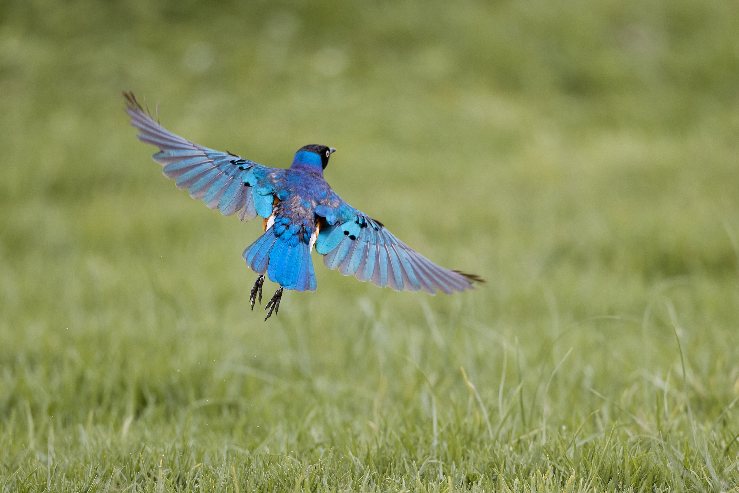 Спрео свинчивает
