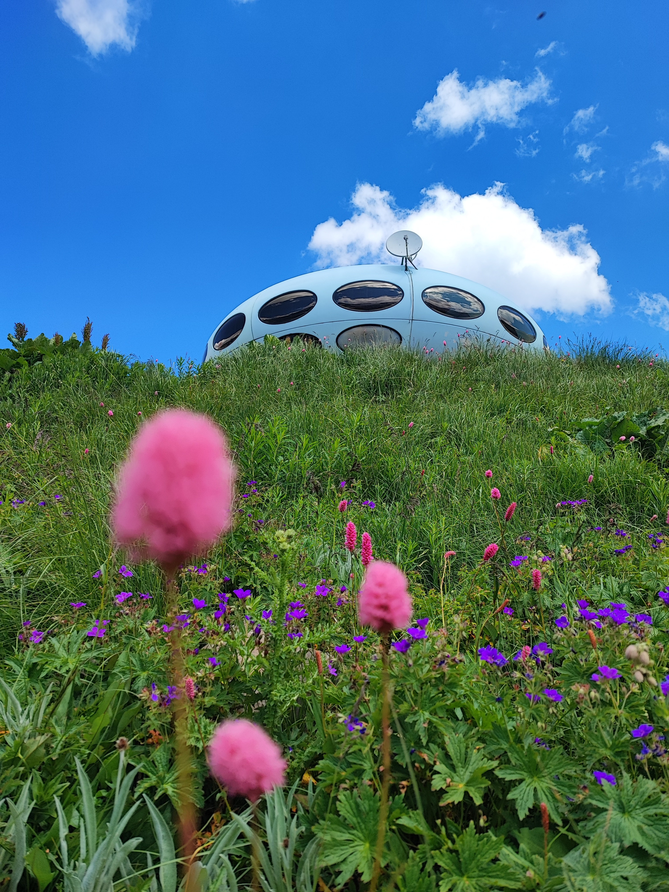 Намобилкус кавказский. Репортажный фотограф Алексей Пирязев