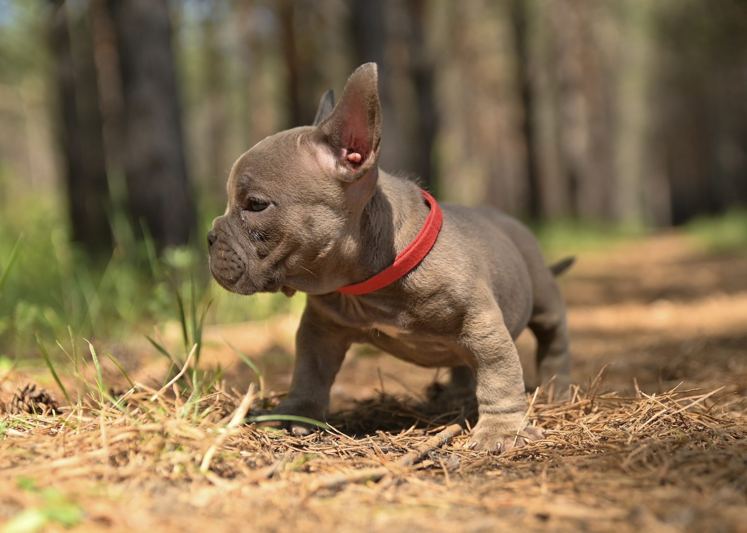 Свободные щенки Американский Булли в Иркутске. Питомник собак Иркутск