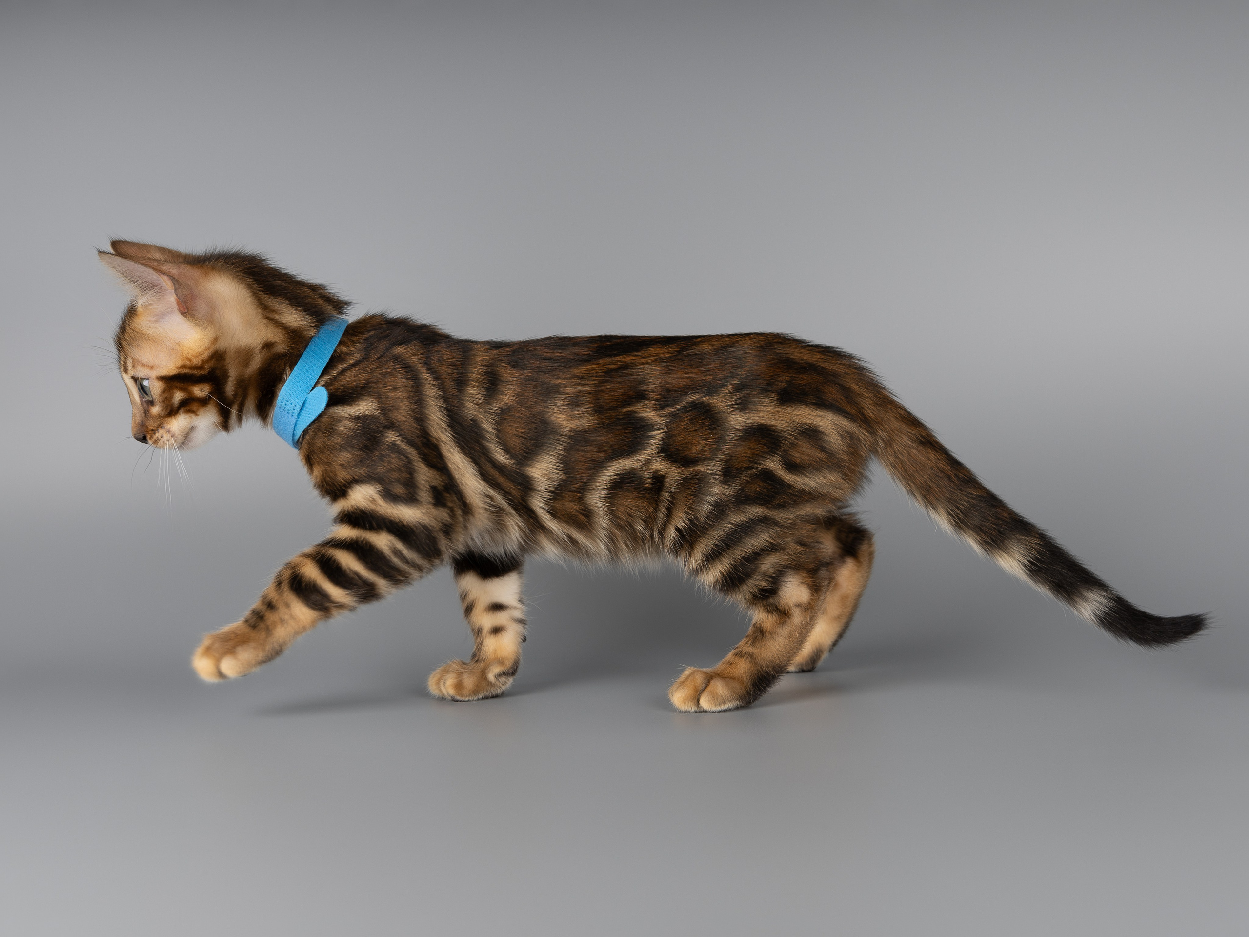 Бенгальские котята (студия). Фотограф-анималист в Москве, МО и Владимире