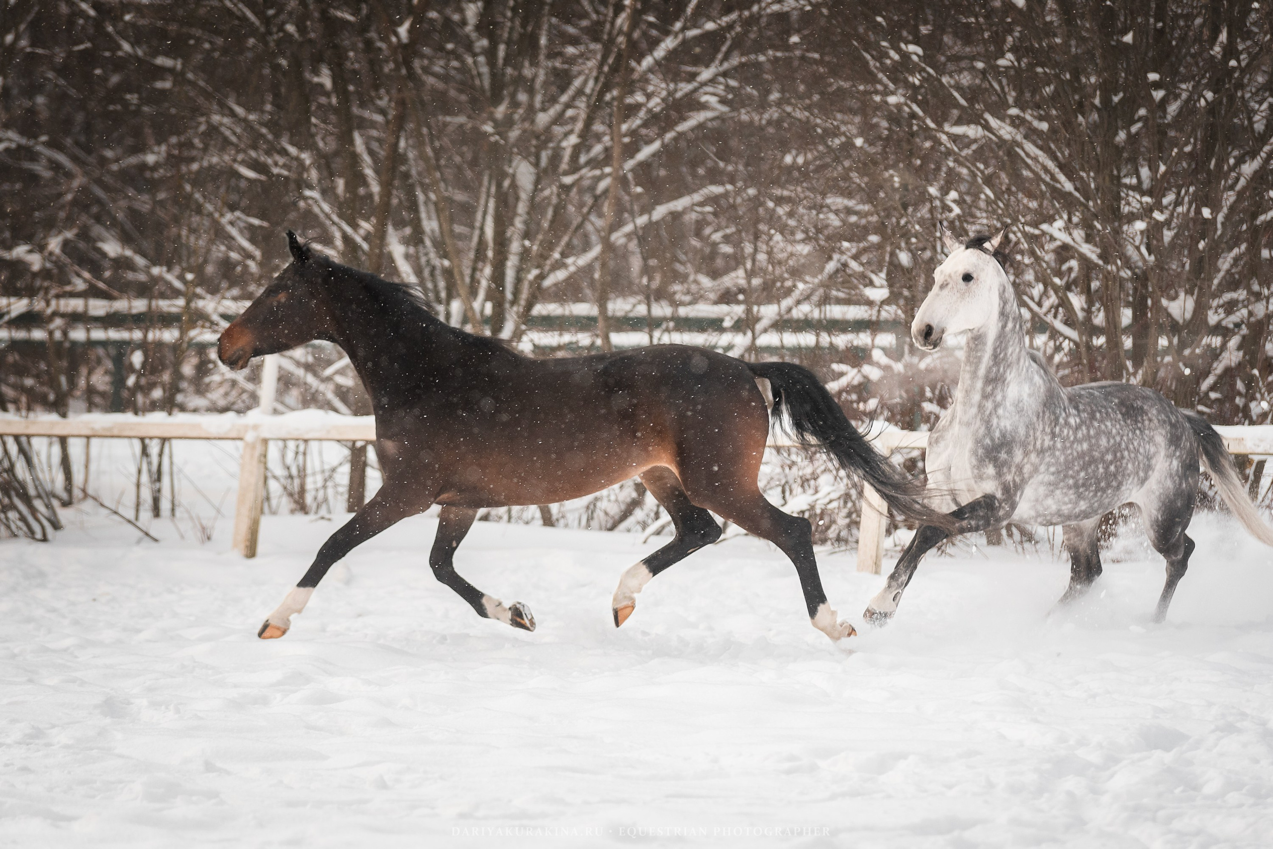 Ловеласка и Клистал Лав, «ЮНА». Конный фотограф Куракина Дарья • Фотосессии с лошадьми