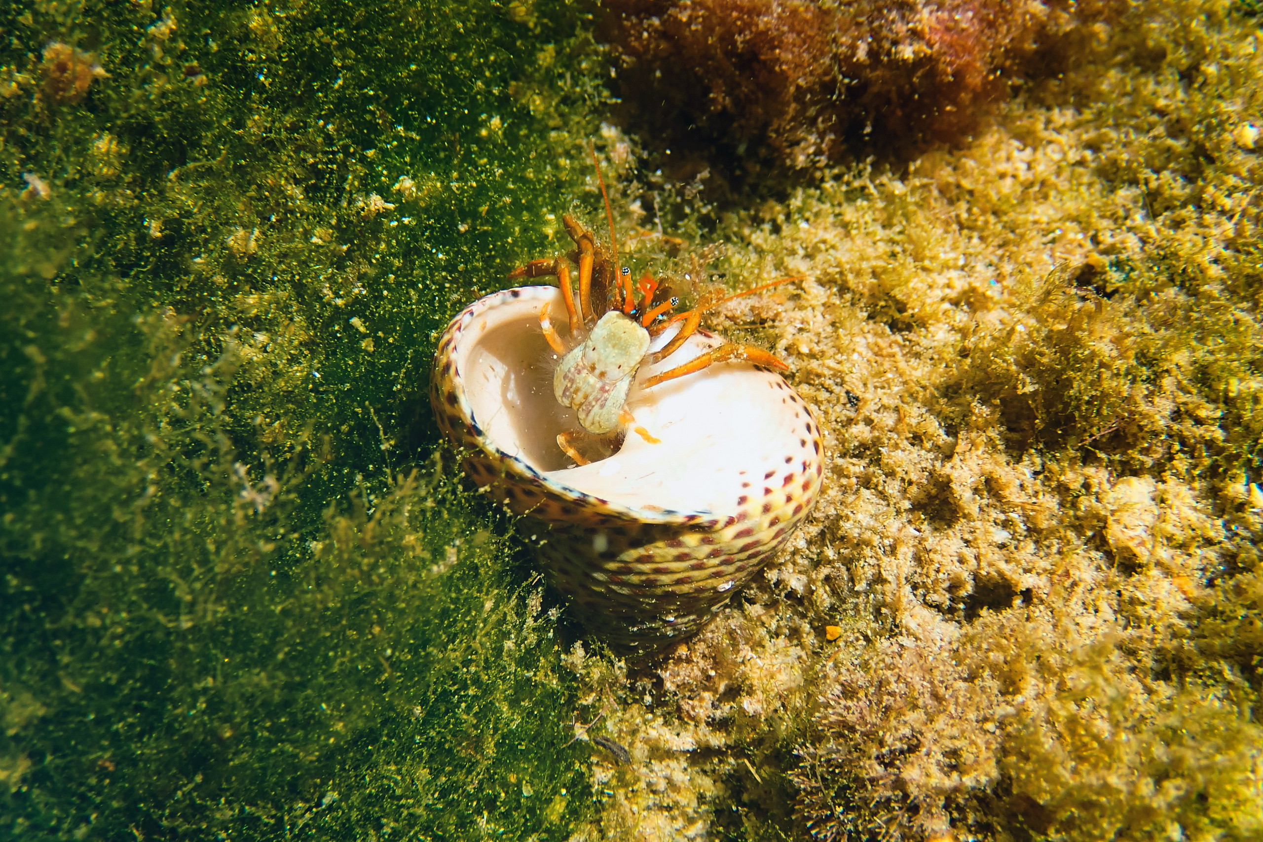 Испания. Свадебный фотограф Копков Геннадий