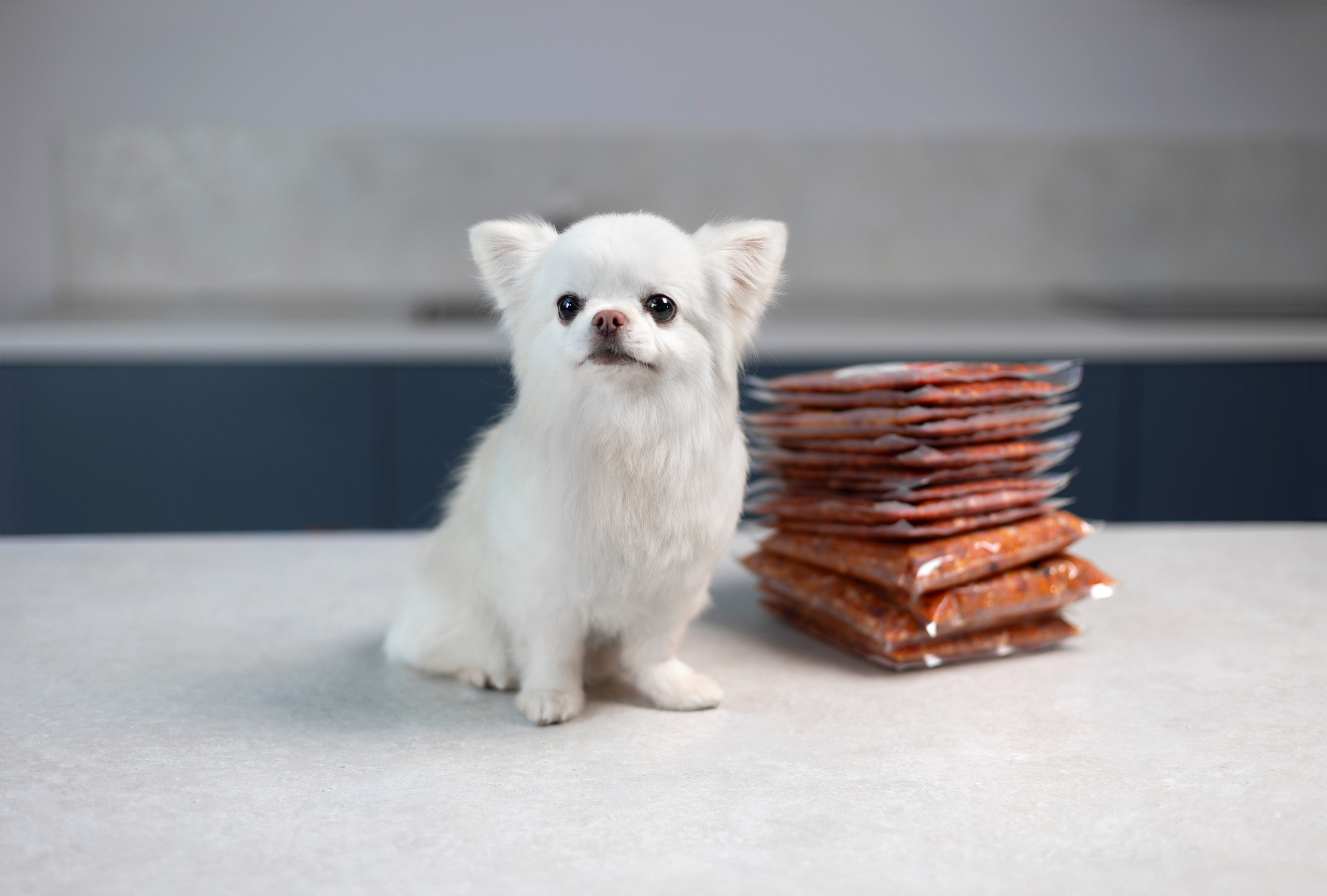 Best for friend (BFF). Фотограф анималист Кристина Карпова, Москва