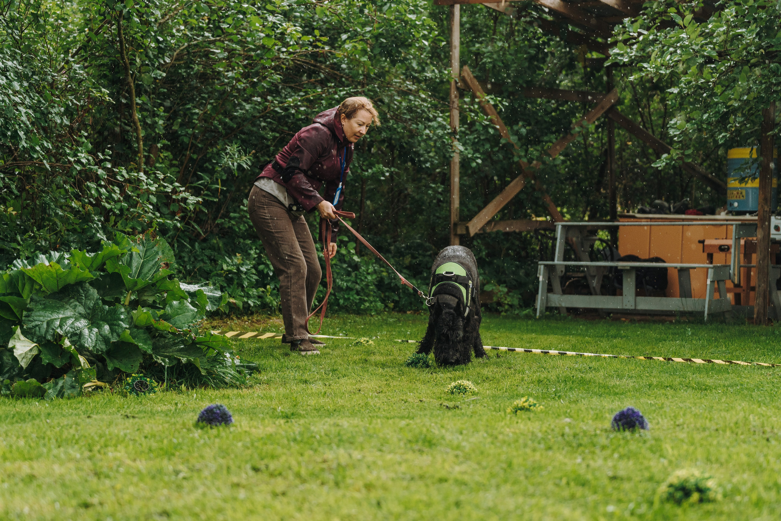 Соревнования по ноузворку в Новожилово. Фотограф анималист в Спб недорого Олеся Майорова