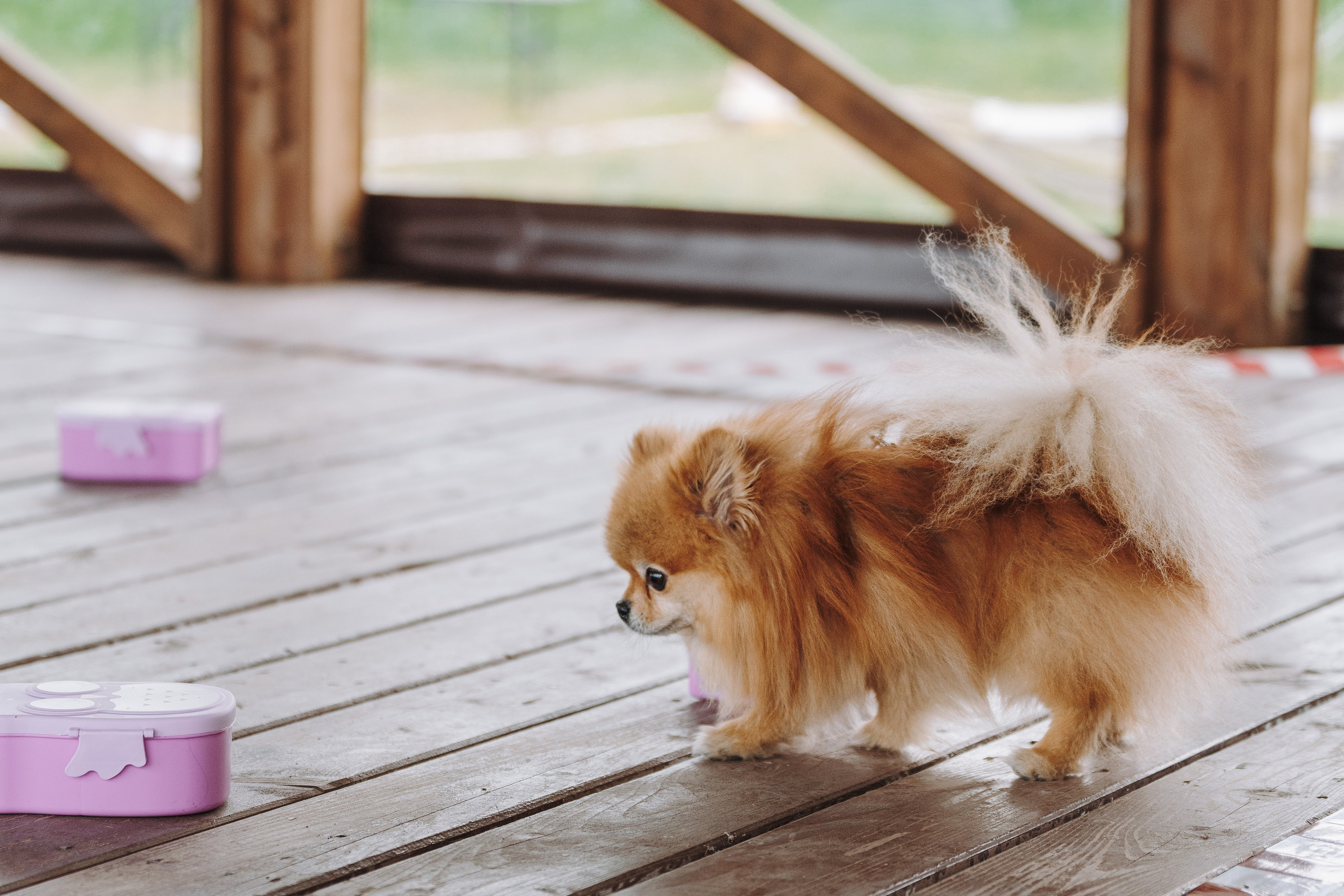 Соревнования по ноузворку в Лосево. Фотограф анималист в Спб недорого Олеся Майорова