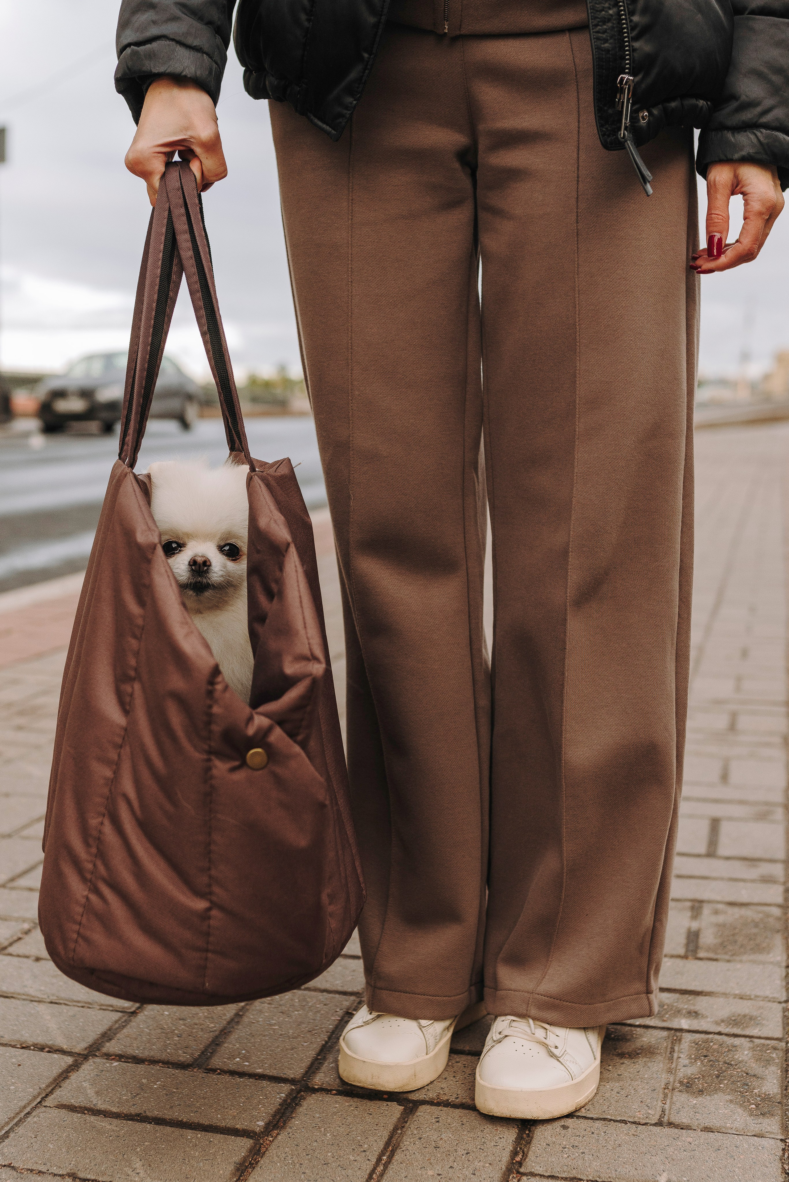 Фотосессия с померанским шпицем. Фотограф анималист в Спб недорого Олеся Майорова