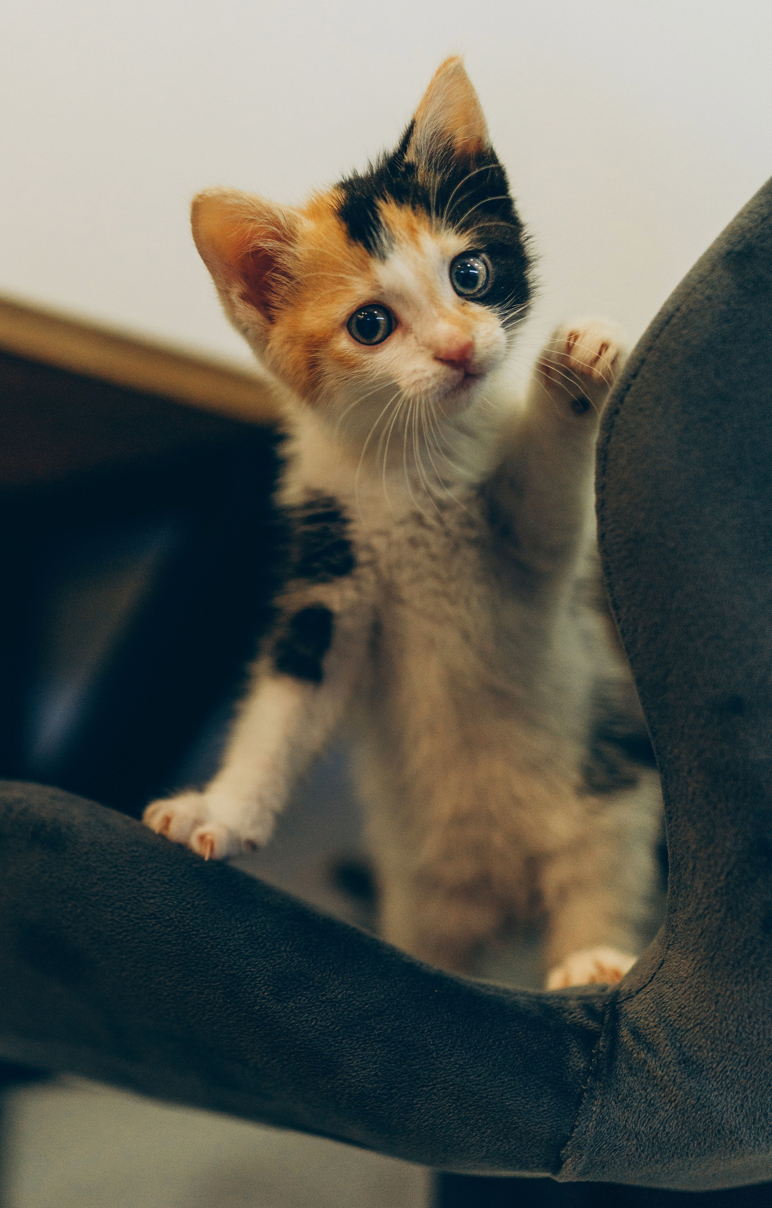 Соник. Фотограф анималист в Спб недорого Олеся Майорова