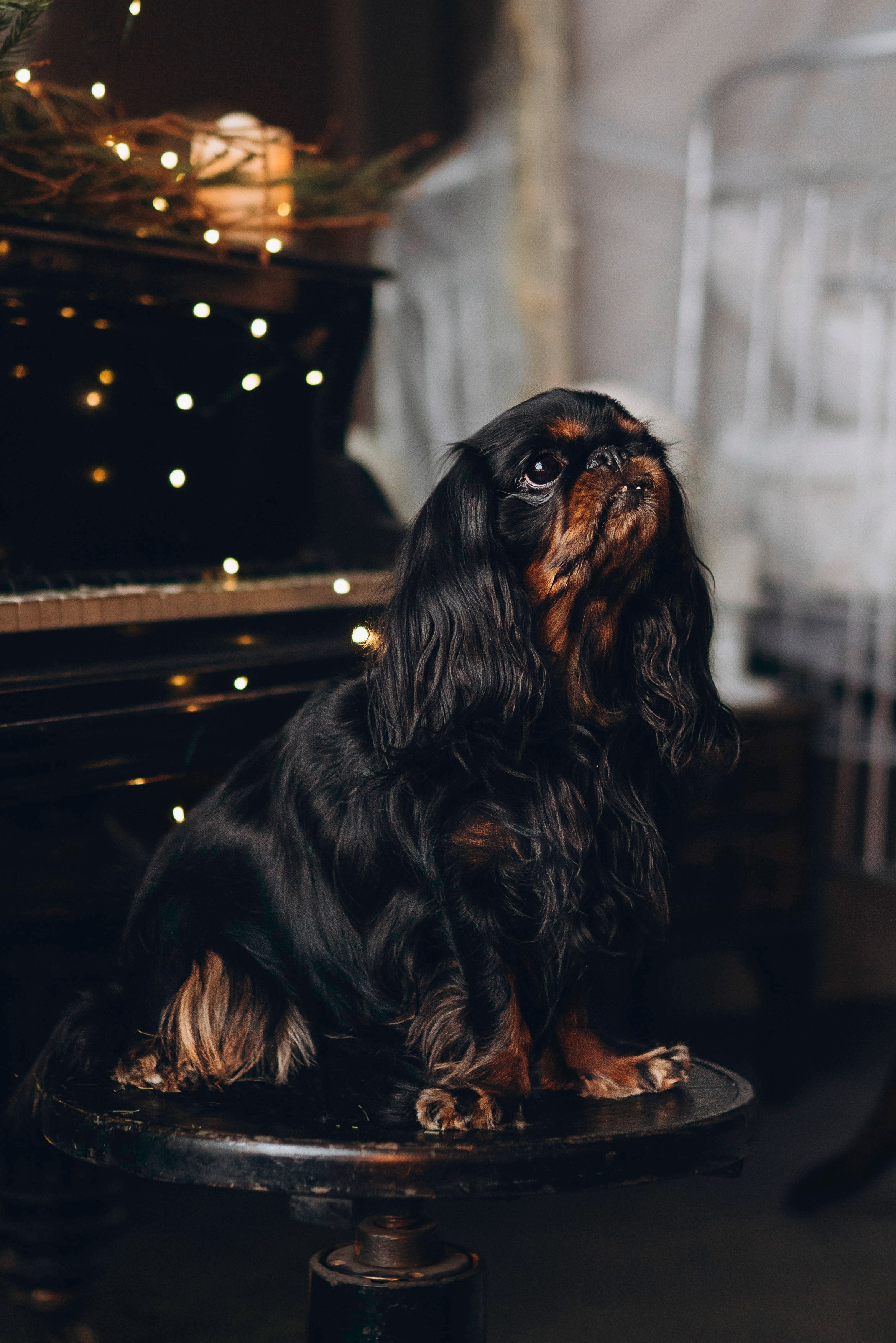 Ариша и её семья. Фотограф анималист в Спб недорого Олеся Майорова