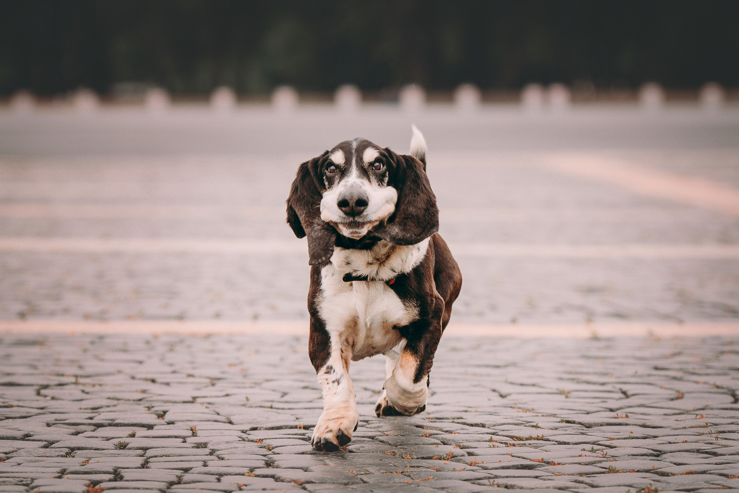 Елизавета и Епифан. Фотограф анималист в Спб недорого Олеся Майорова