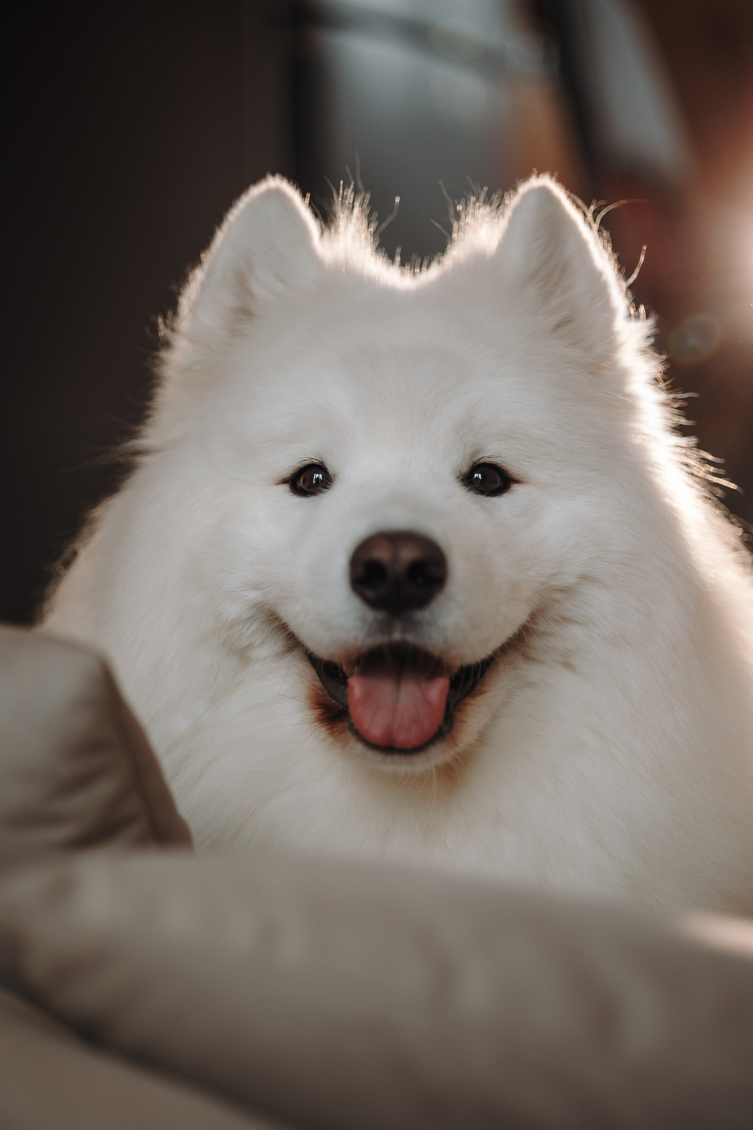 Маркус и его семья. Фотограф — Анималист | Санкт-Петербург