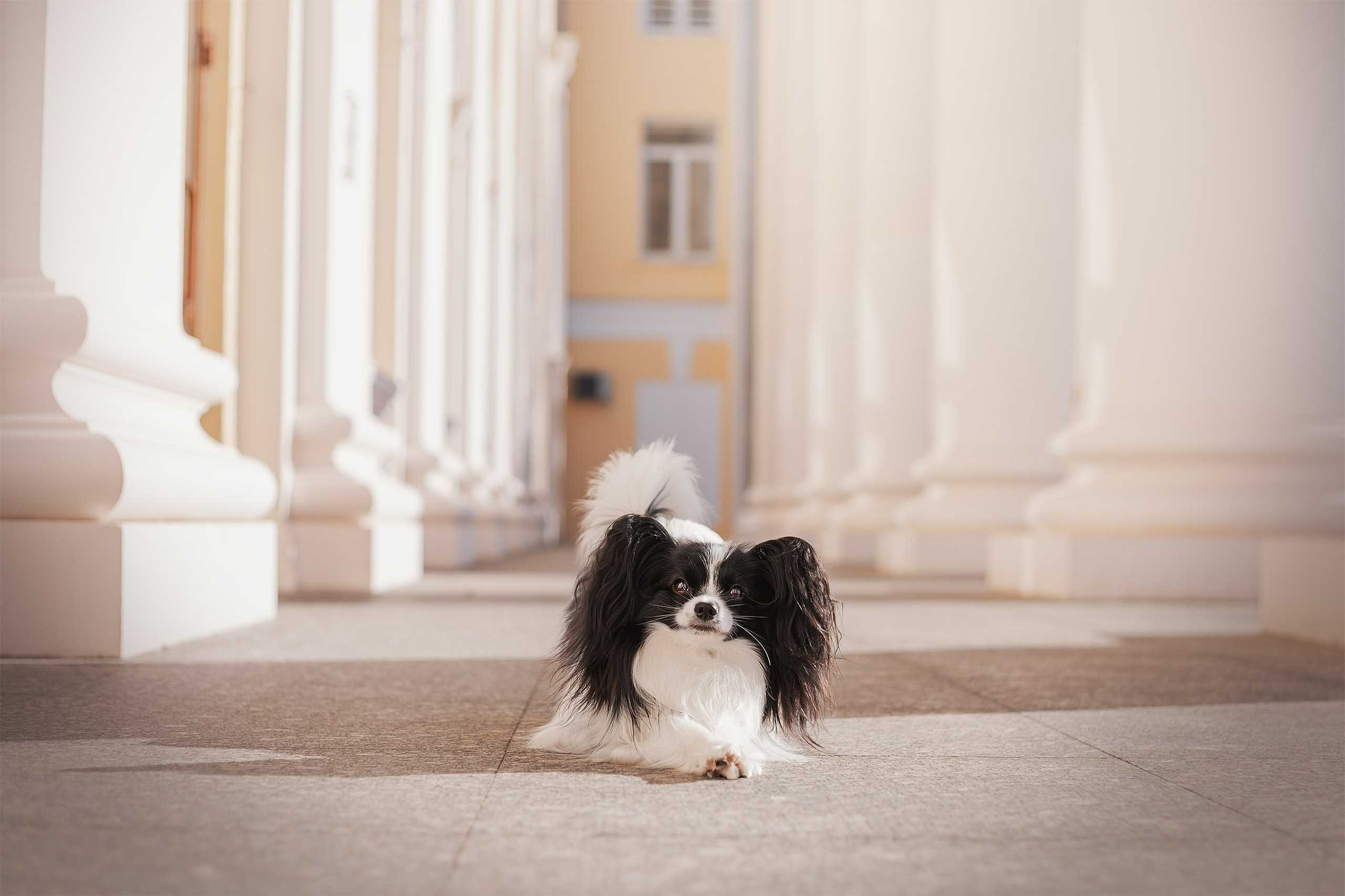 Папийон Тони. Фотограф анималист Кузнецова Анна Нижний Новгород
