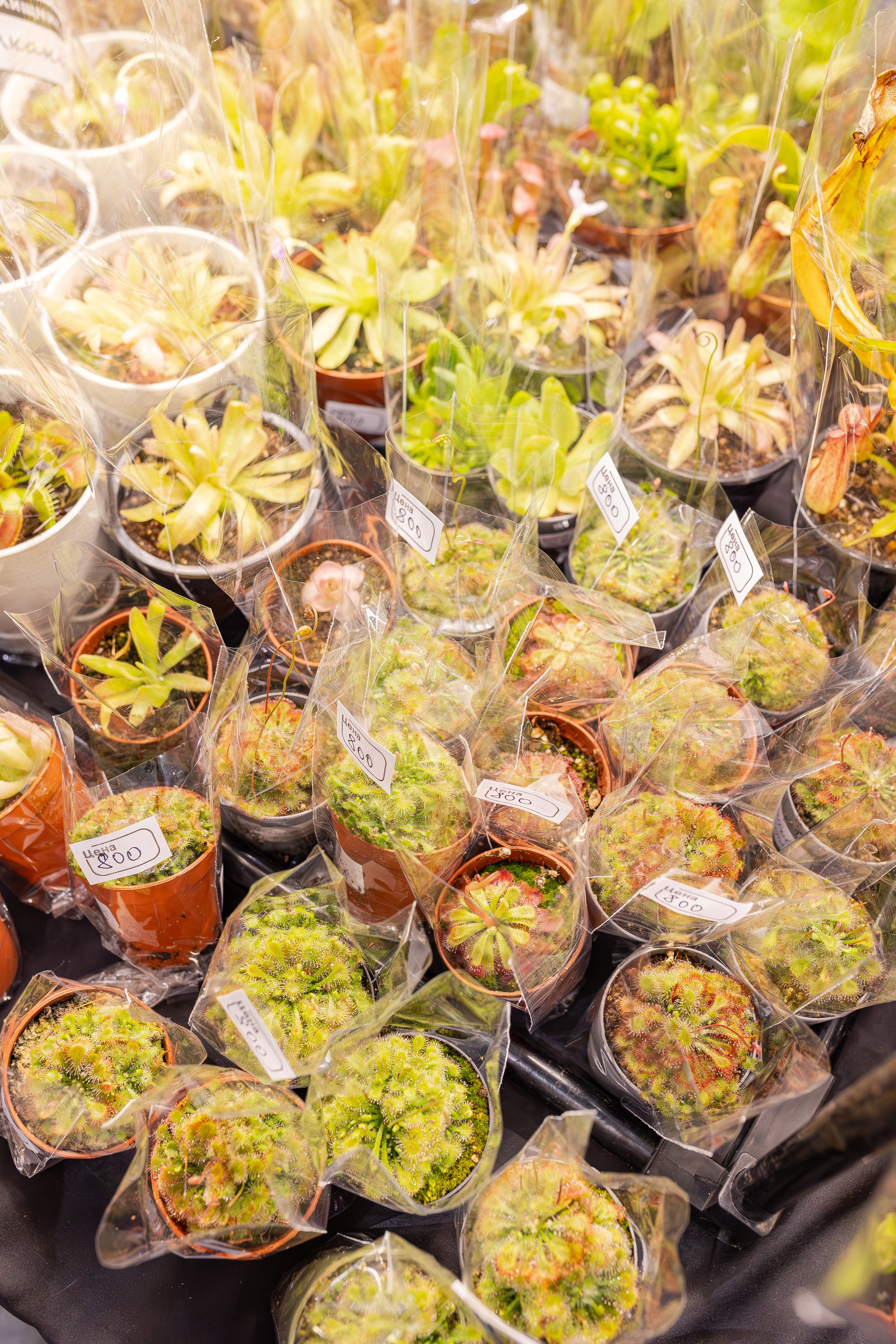 Монстериум апрель 2026. Александра Куликова фотограф, Москва