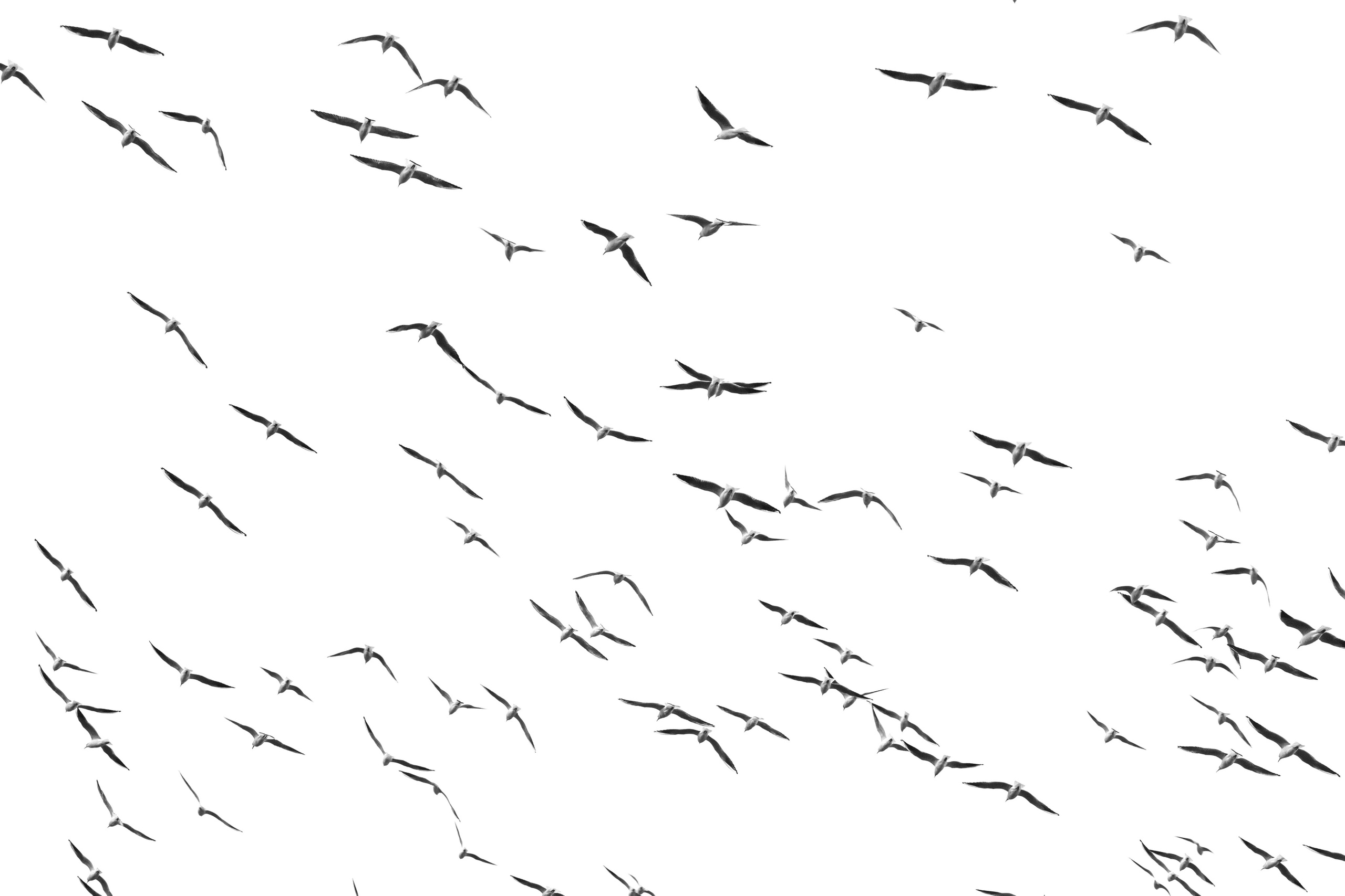 Чайки. Бизнес, мужской фотограф в Краснодаре | Аксёнов Алексей Владимирович