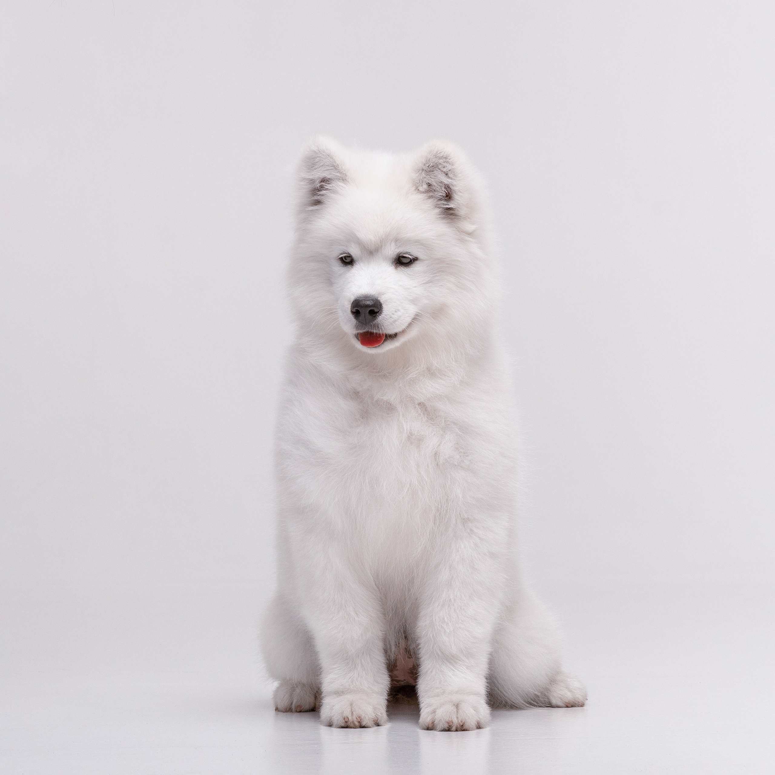 Фотосессия щенков. Фотограф для Вашей собаки