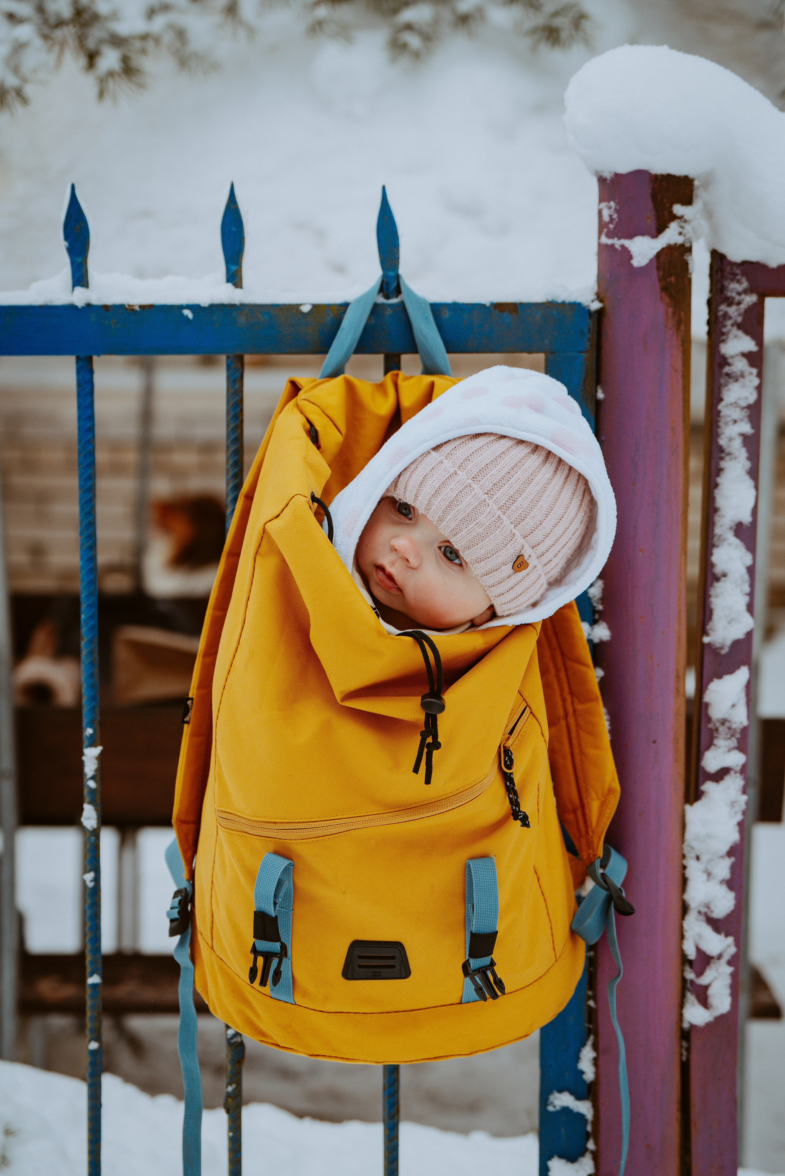 Дог трекинг. Фотограф анималист в Спб недорого Олеся Майорова