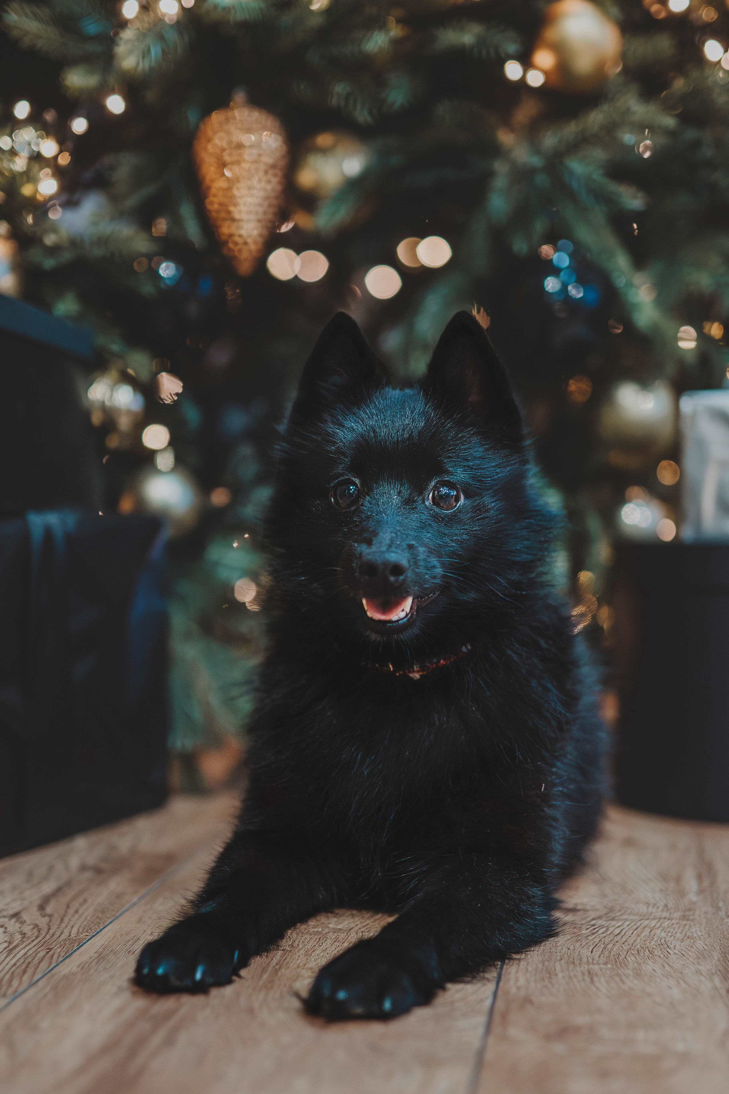 Аня, Андуин и Тесс. Фотограф анималист в Спб недорого Олеся Майорова