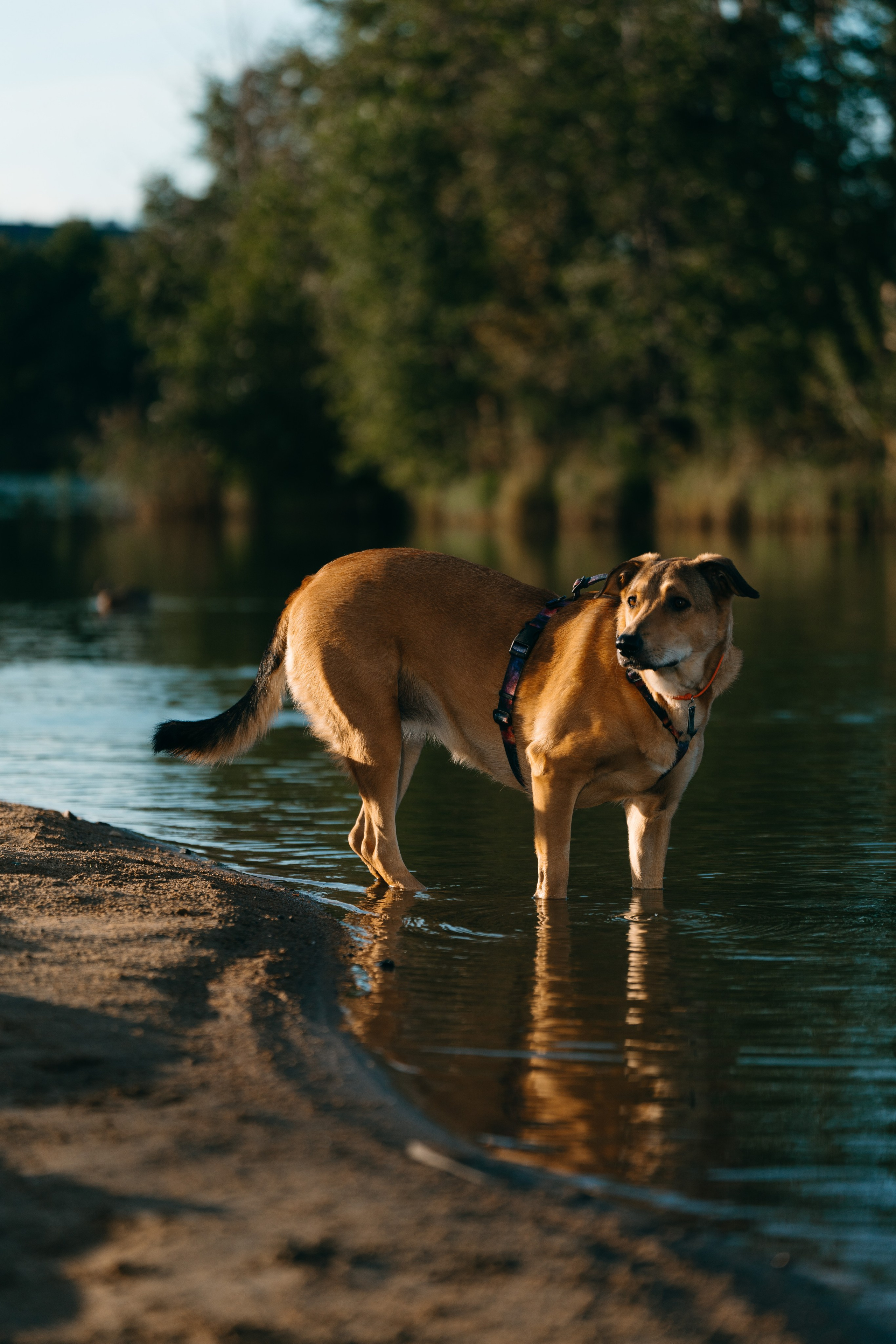 Семейная фотосессия с двумя собаками на закате. Фотограф анималист в Спб недорого Олеся Майорова