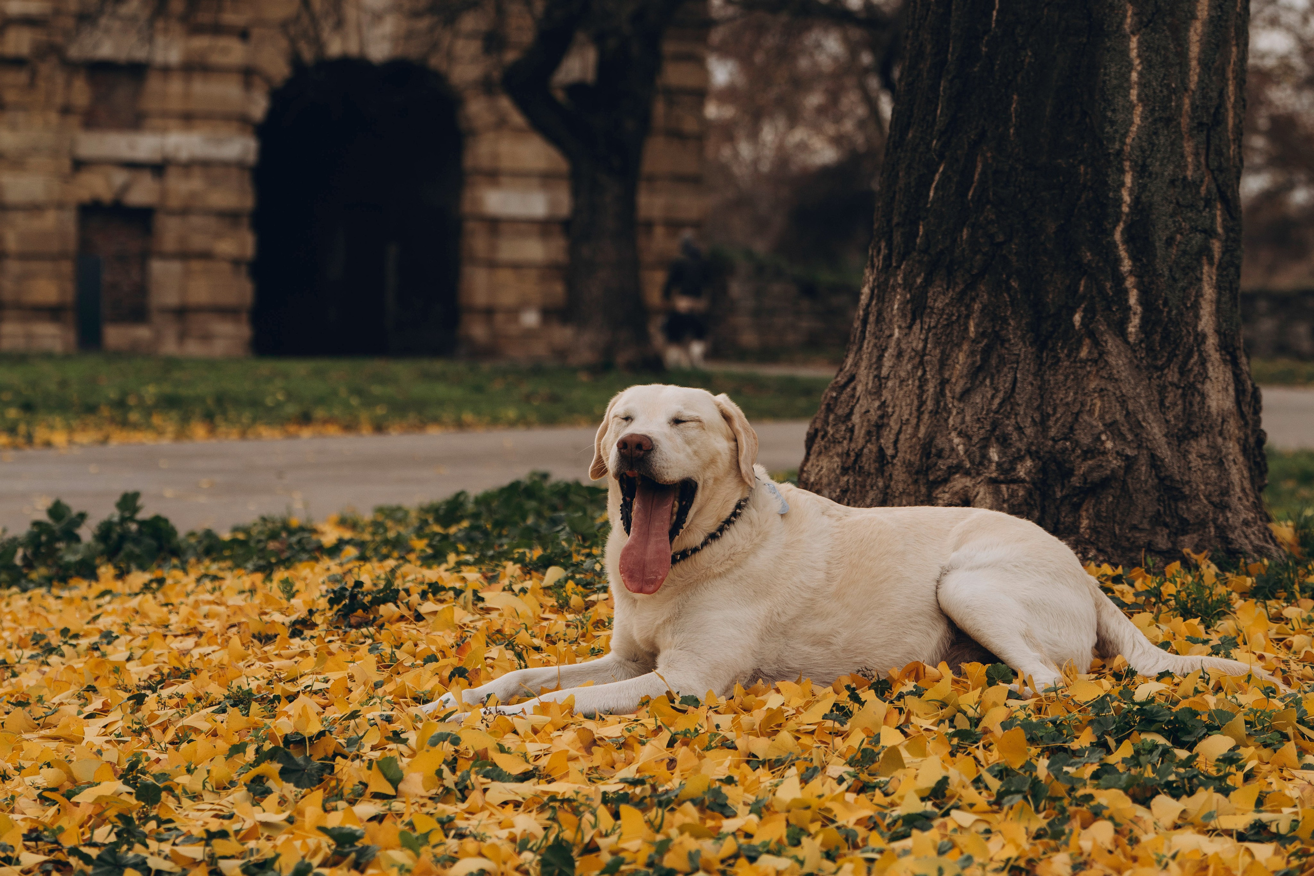 Вати, Лена и Леван. Фотограф анималист в Спб недорого Олеся Майорова