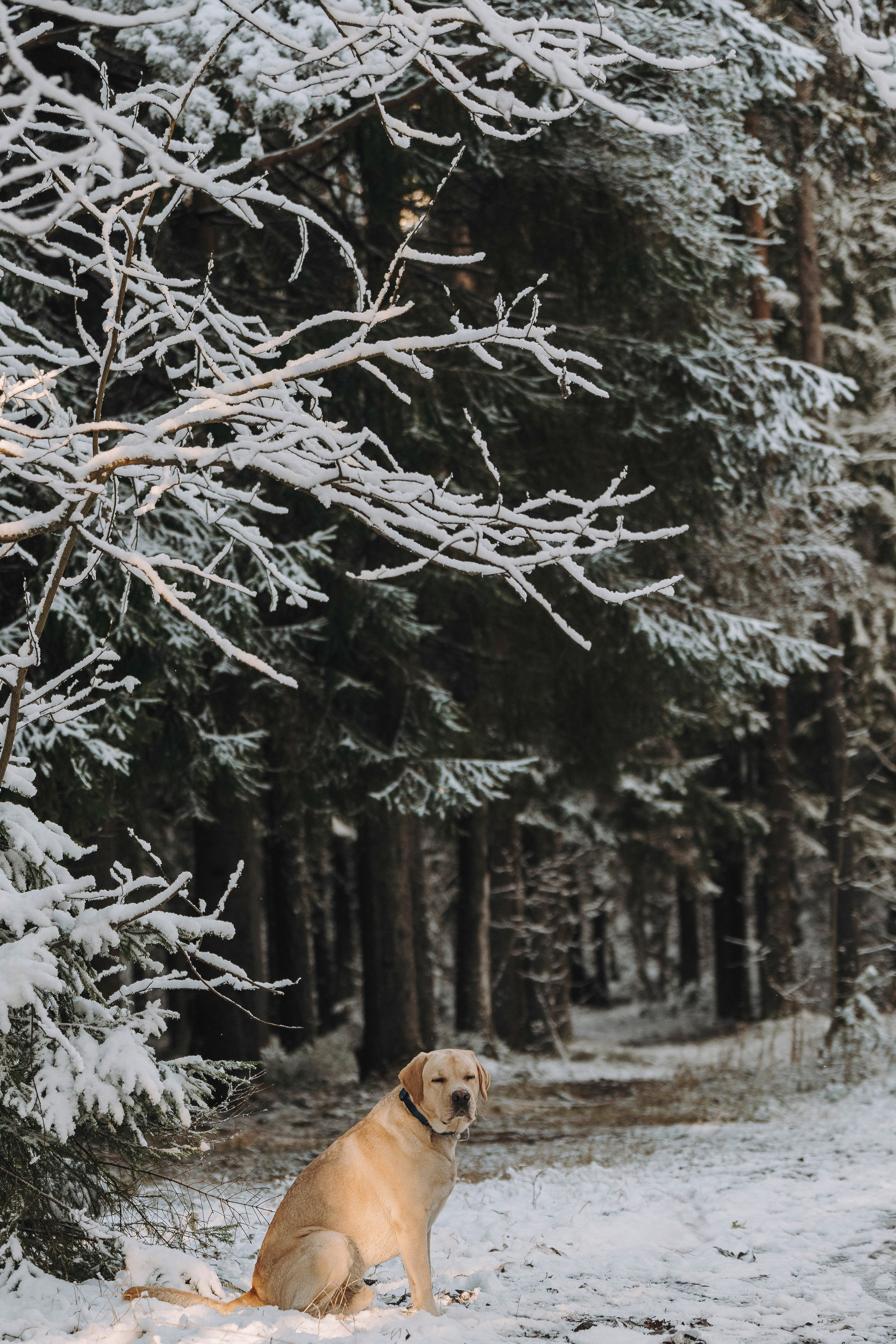 Аня и Честер. Фотограф анималист в Спб недорого Олеся Майорова