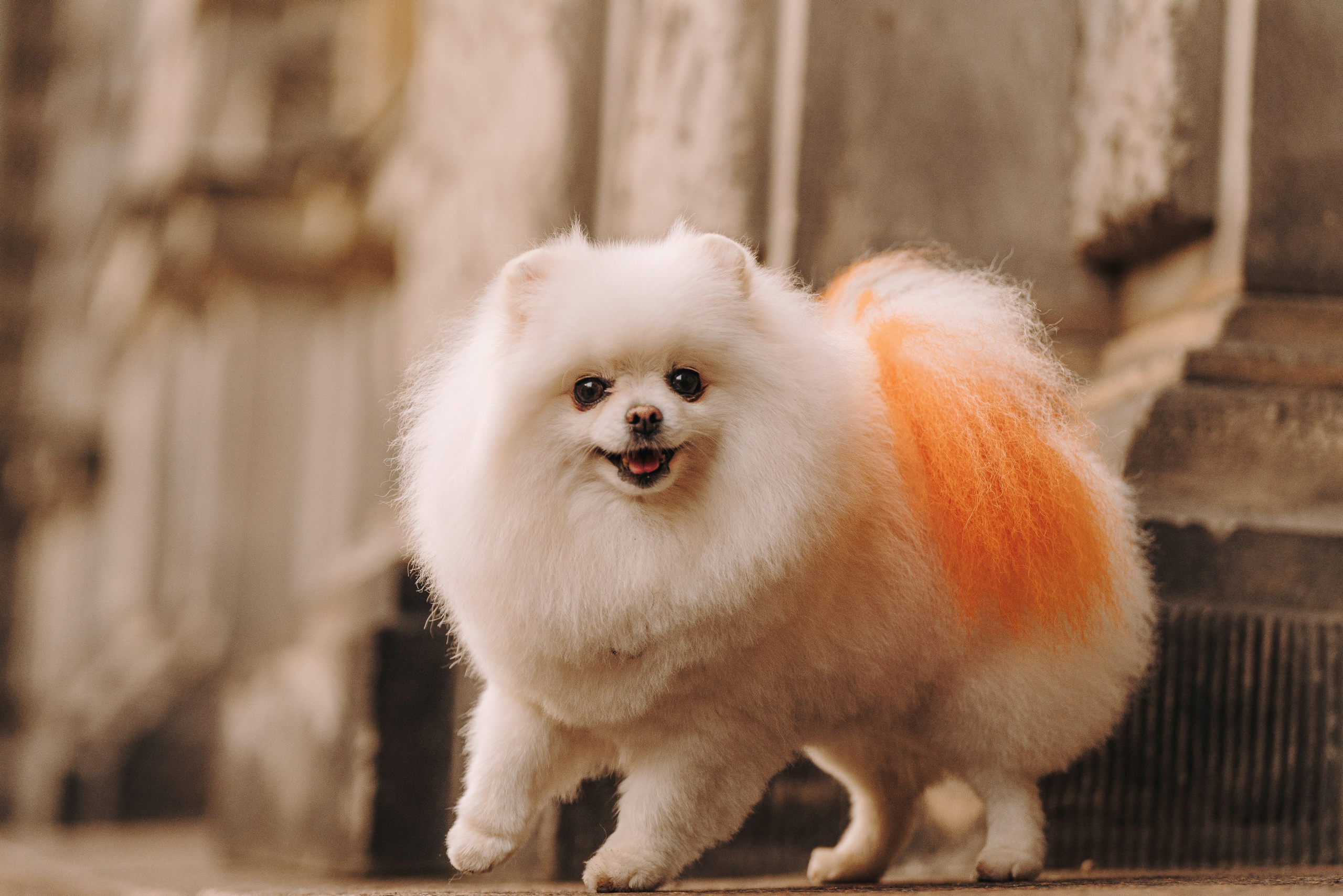 Фотосессия с померанским шпицем. Фотограф анималист в Спб недорого Олеся Майорова