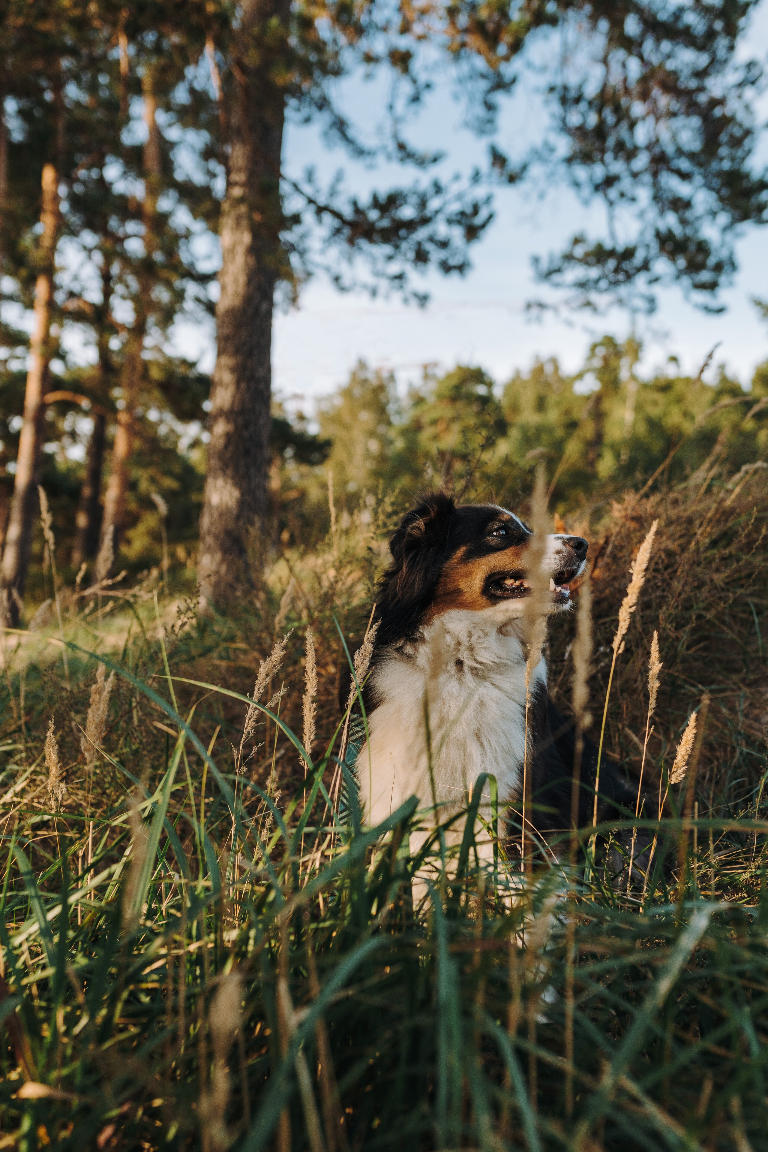 Фотограф анималист в Спб. Фотограф анималист в Спб недорого Олеся Майорова