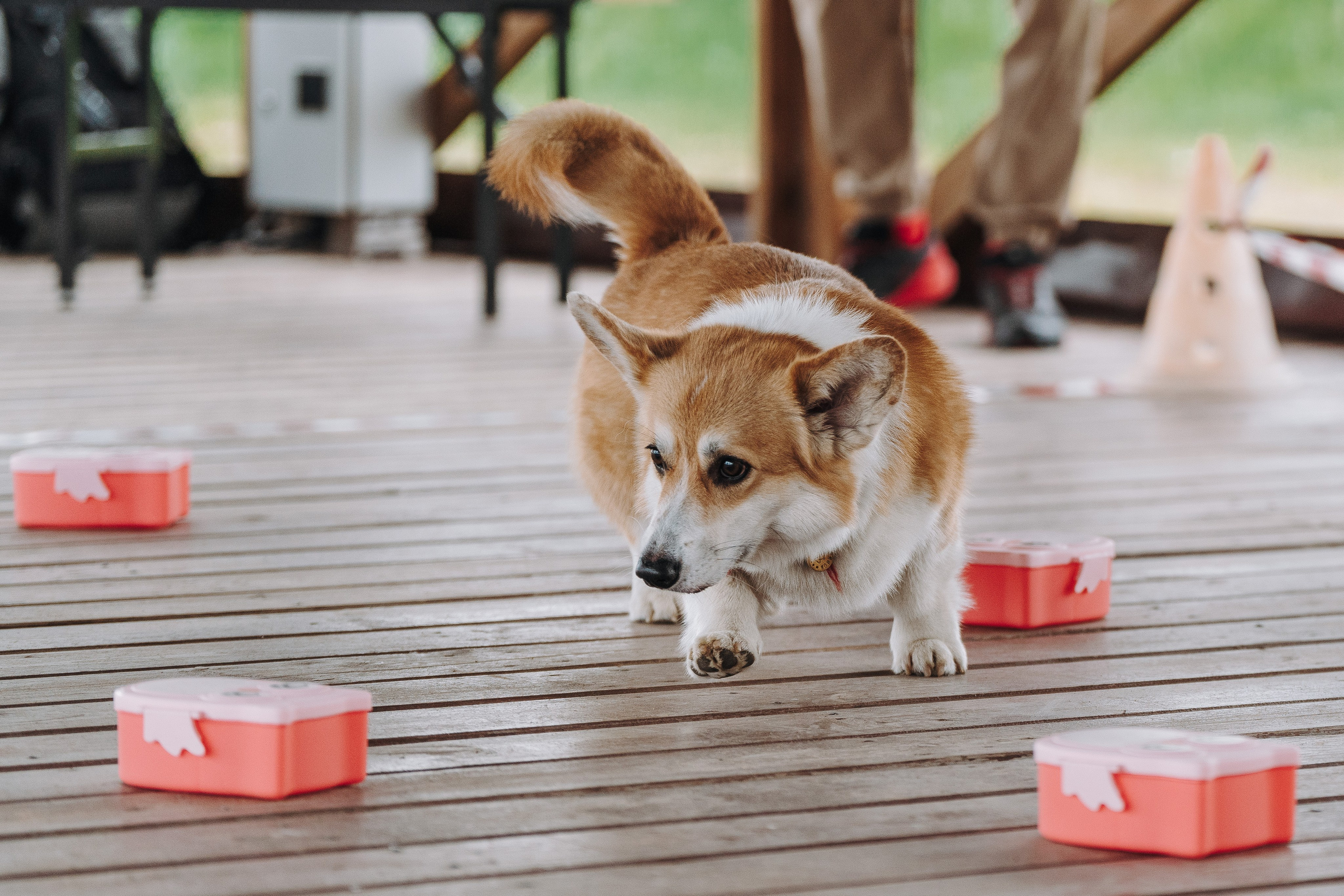 Соревнования по ноузворку в Лосево. Фотограф анималист в Спб недорого Олеся Майорова