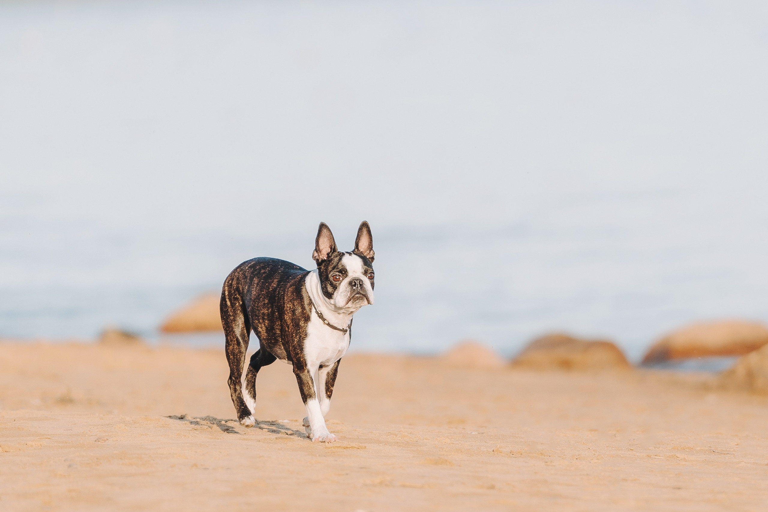 Анаита и Дора. Фотограф анималист в Спб недорого Олеся Майорова