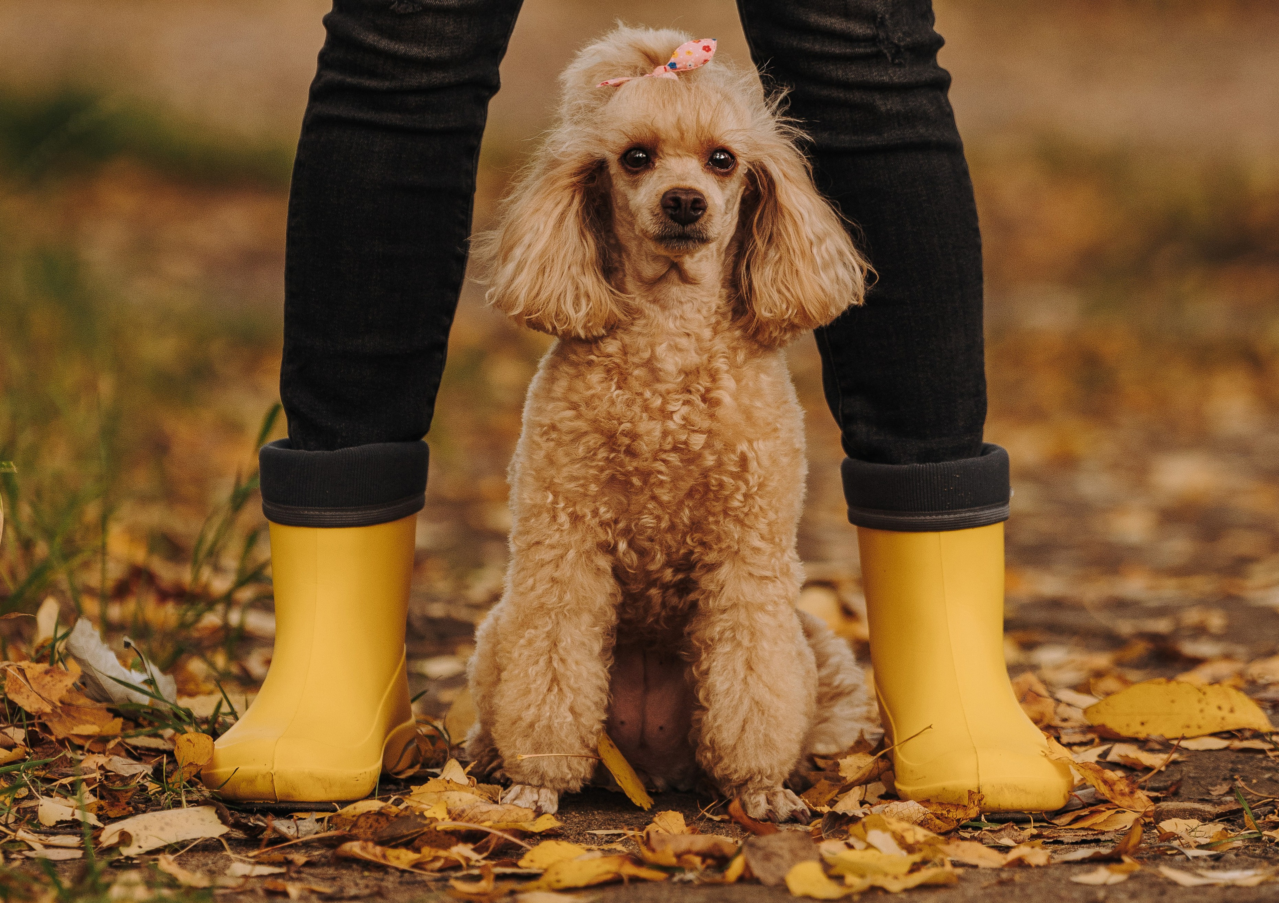 Фотосессия с собакой на пляже. Фотограф анималист в Спб недорого Олеся Майорова