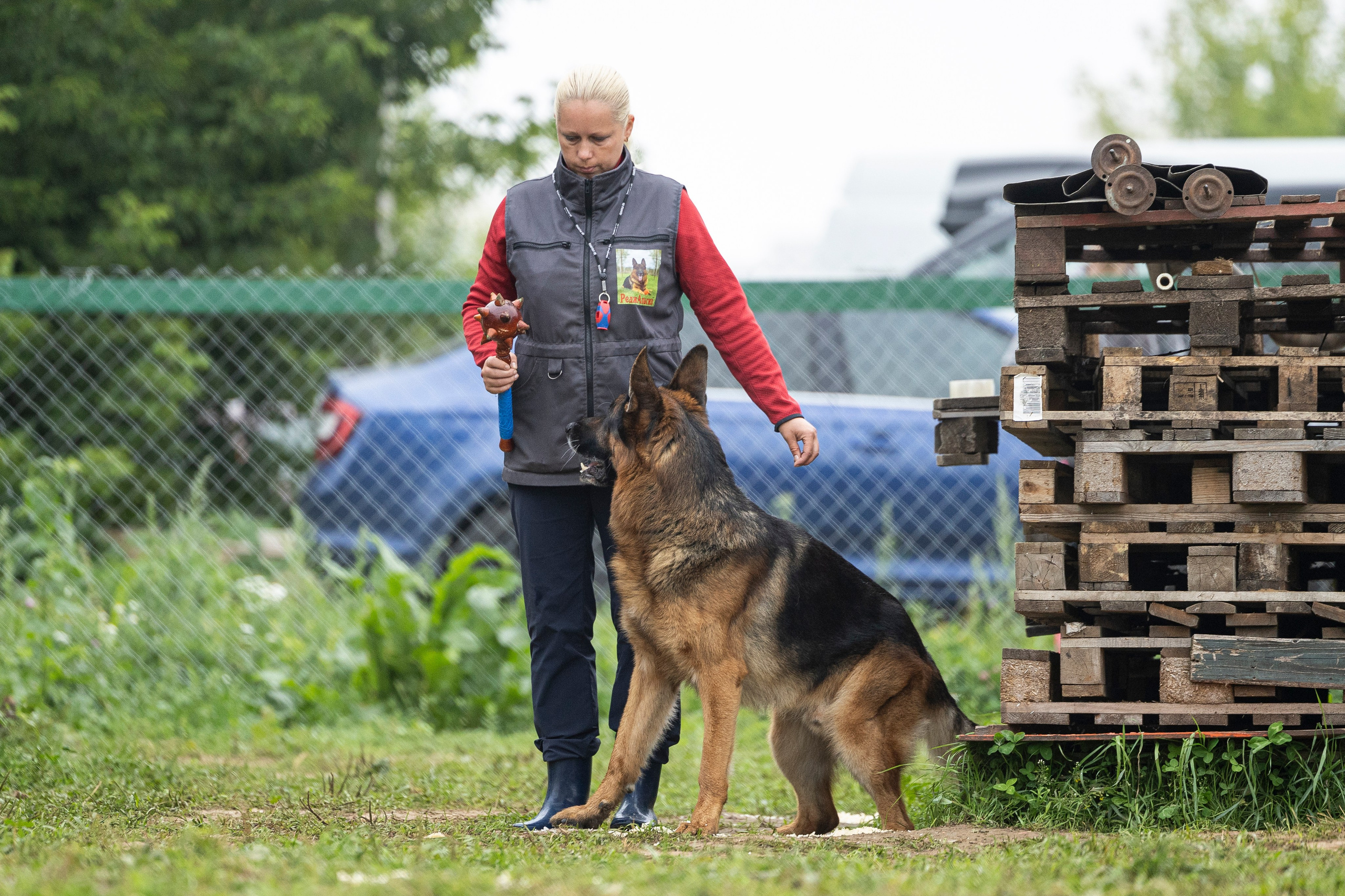 Соревнования по Мондьорингу г. Вологда 10-11.08.2024. Фотограф-анималист Анна Маринич