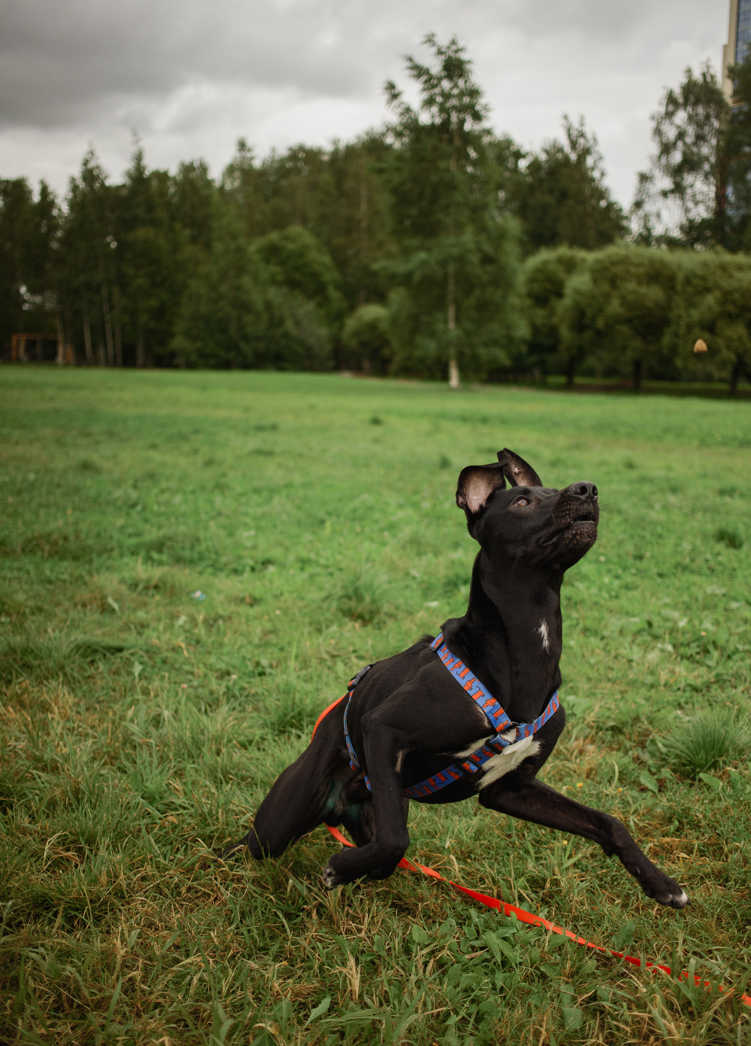 Отис ищет дом. Портретный фотограф в Санкт-Петербурге Катя Протасевич