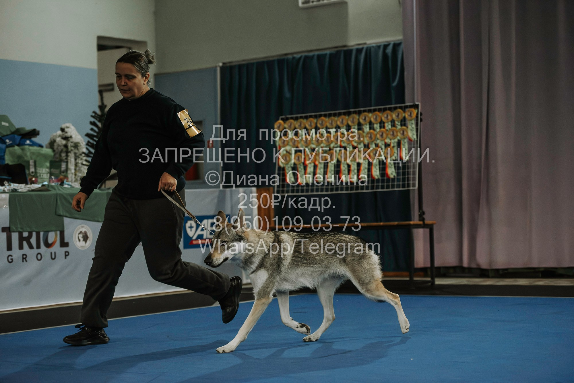 Выставка собак Красноярск 29.10.2023. Фотограф Диана Оленина Красноярск / Братск