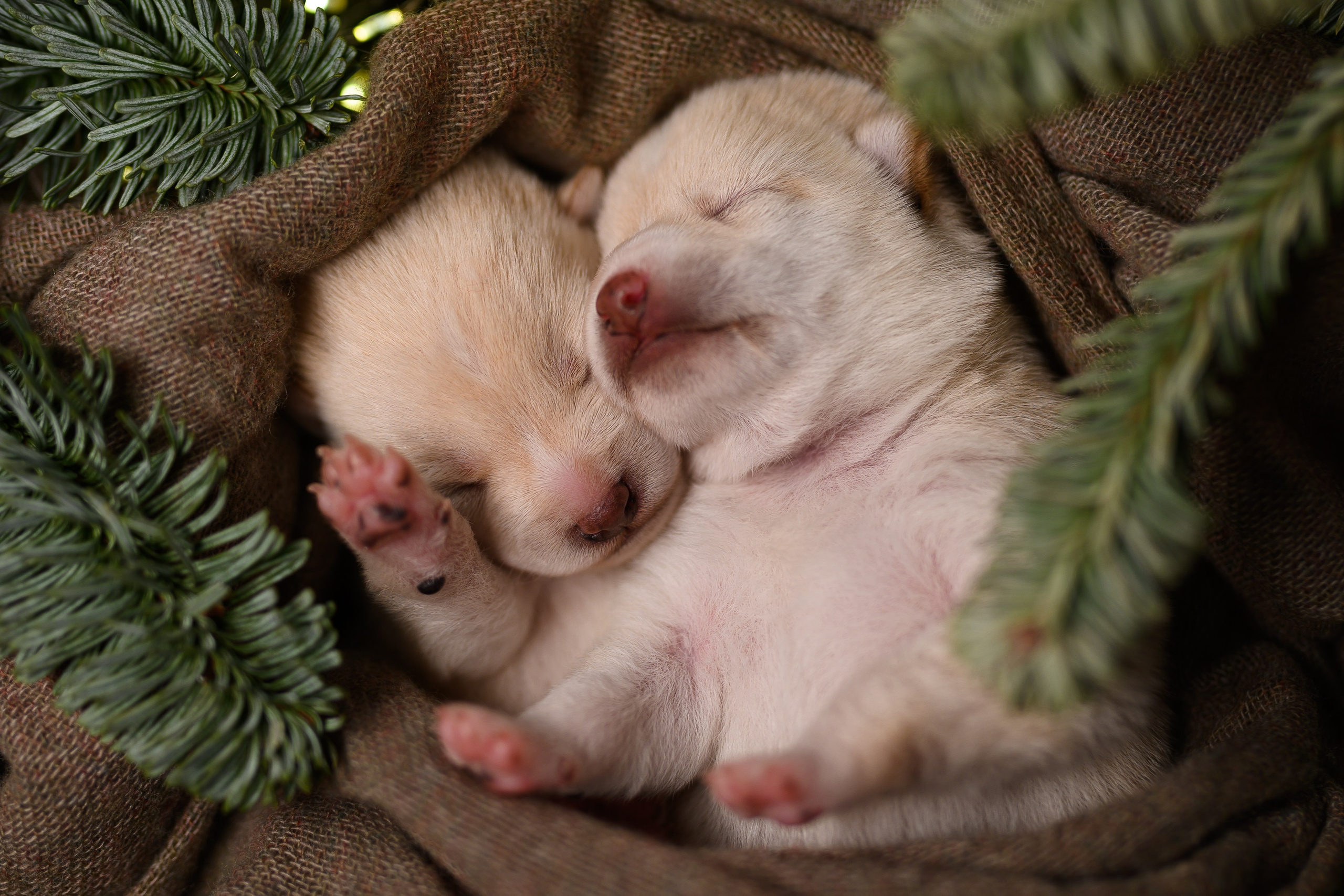Мамесиба. Фотограф анималист в Москве Ольга Агушева