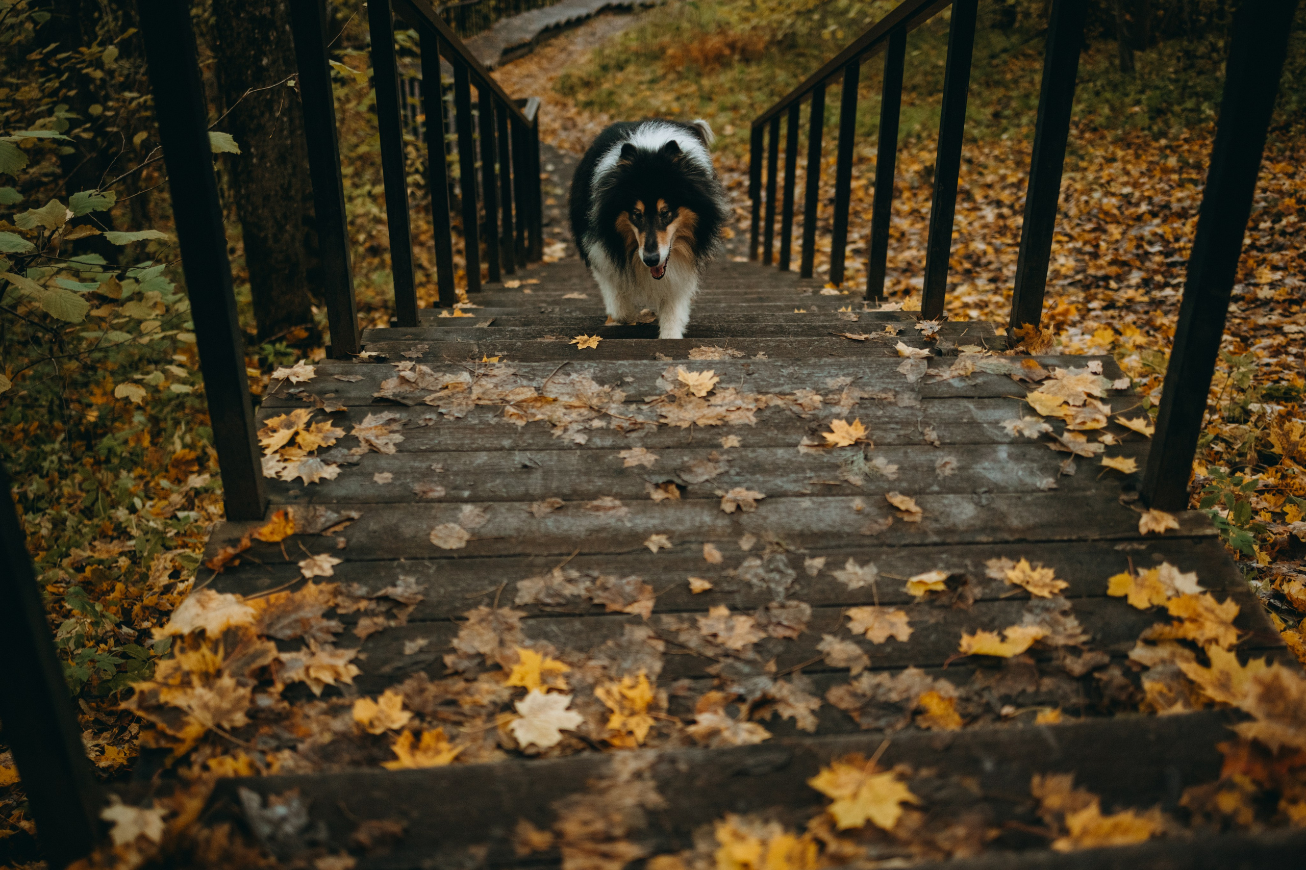 Ия и Барт. Фотограф — Анималист | Санкт-Петербург