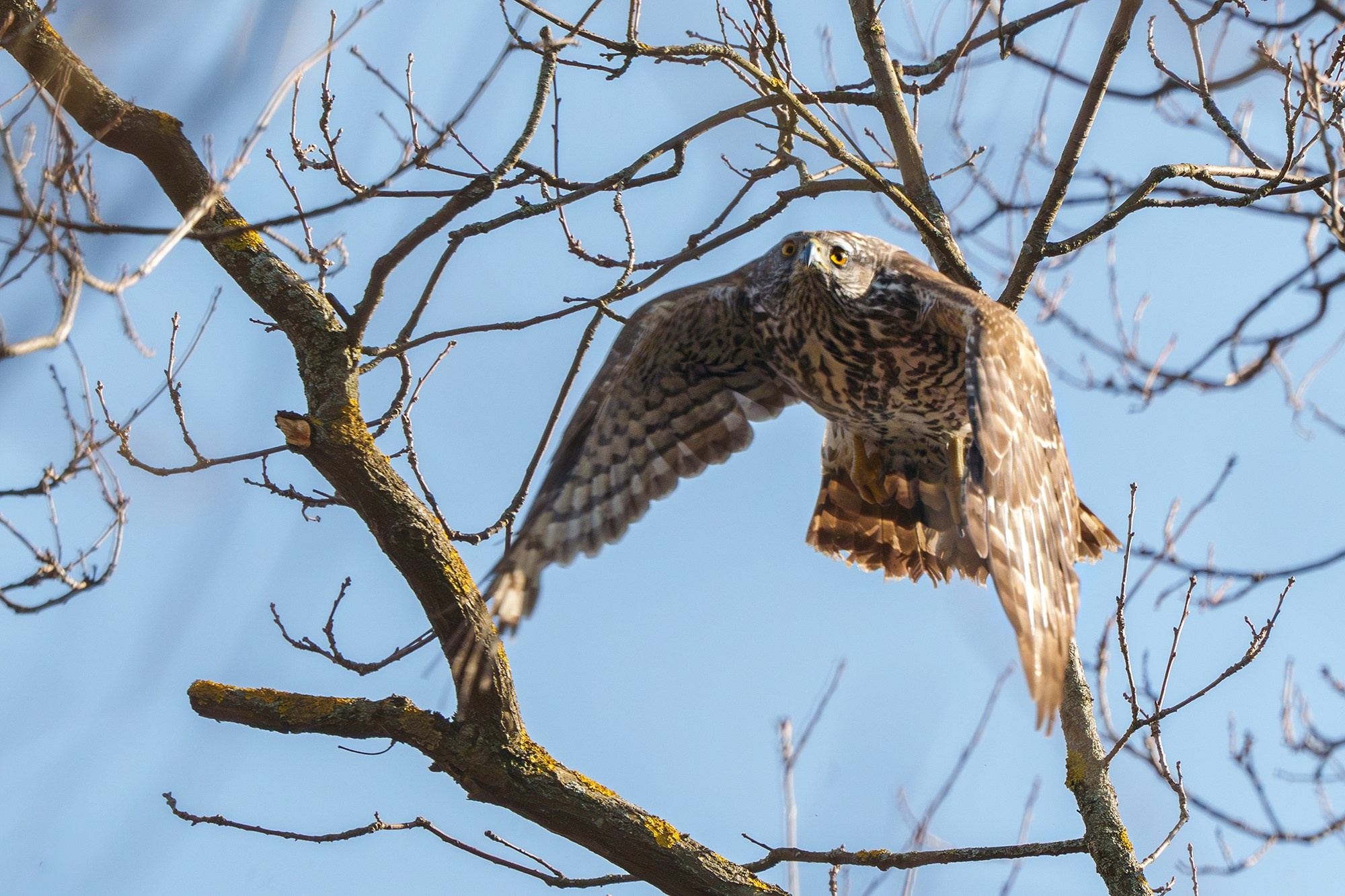 Удивительные мир птиц. Вокруг нас столько прекрасного — присмотритесь!. Ваш личный фотограф Марина Волкова