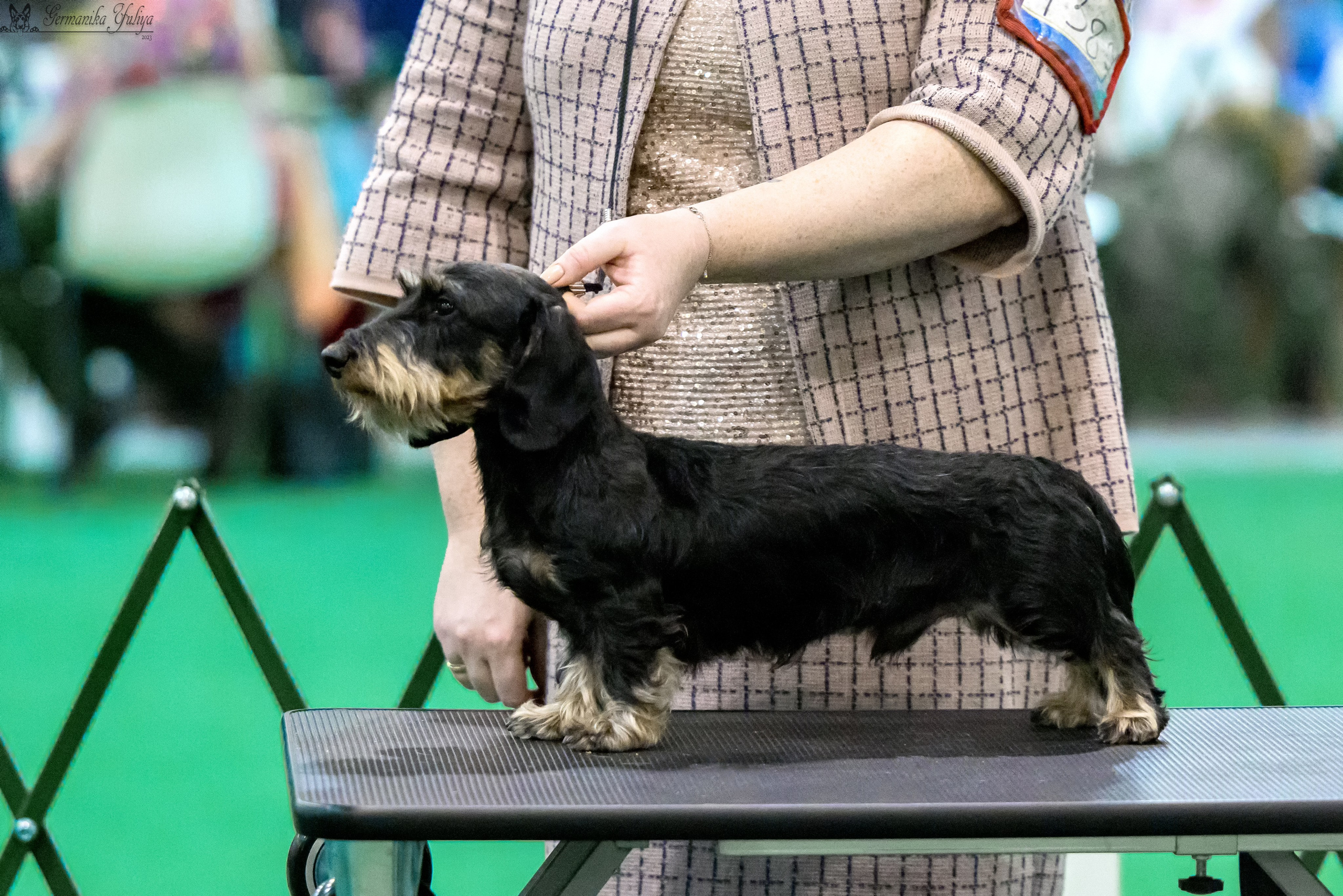 Крокус 3,9 и 10.12.2023. Фотограф-анималист Юлия Германика