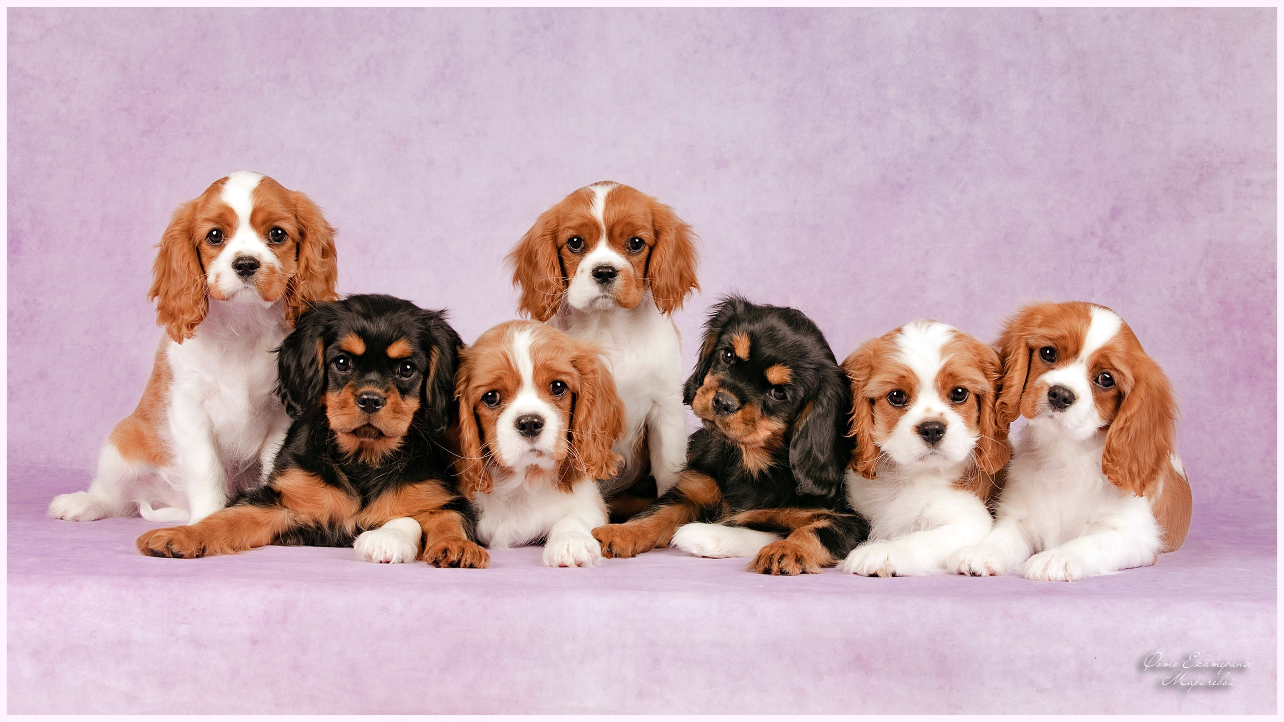 Галерея щенков. Фотограф-анималист в Омске Екатерина Маричева
