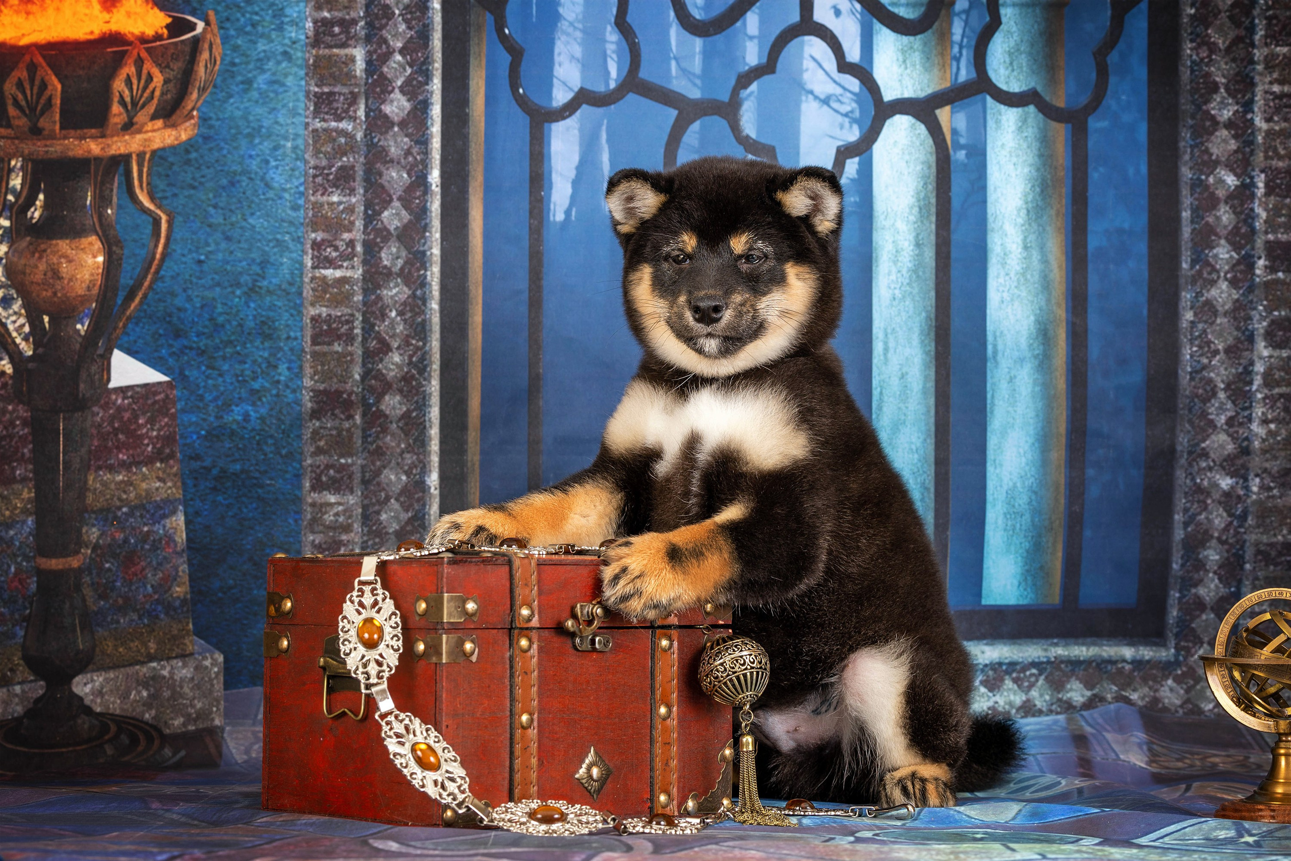 Тематические фоны с рисунком. Фотограф-анималист в Омске Екатерина Маричева