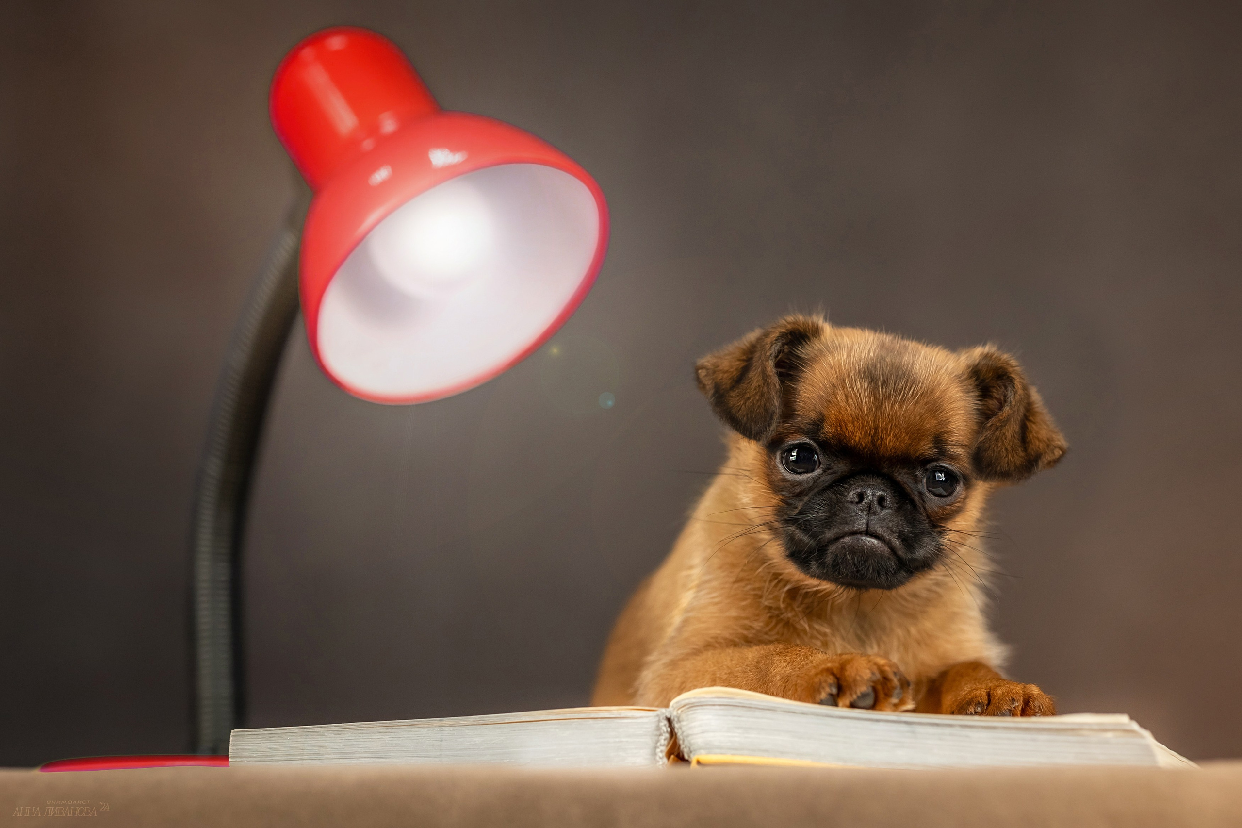 Гриффончики. Фотограф анималист Аня Ливанова | Рыбинск