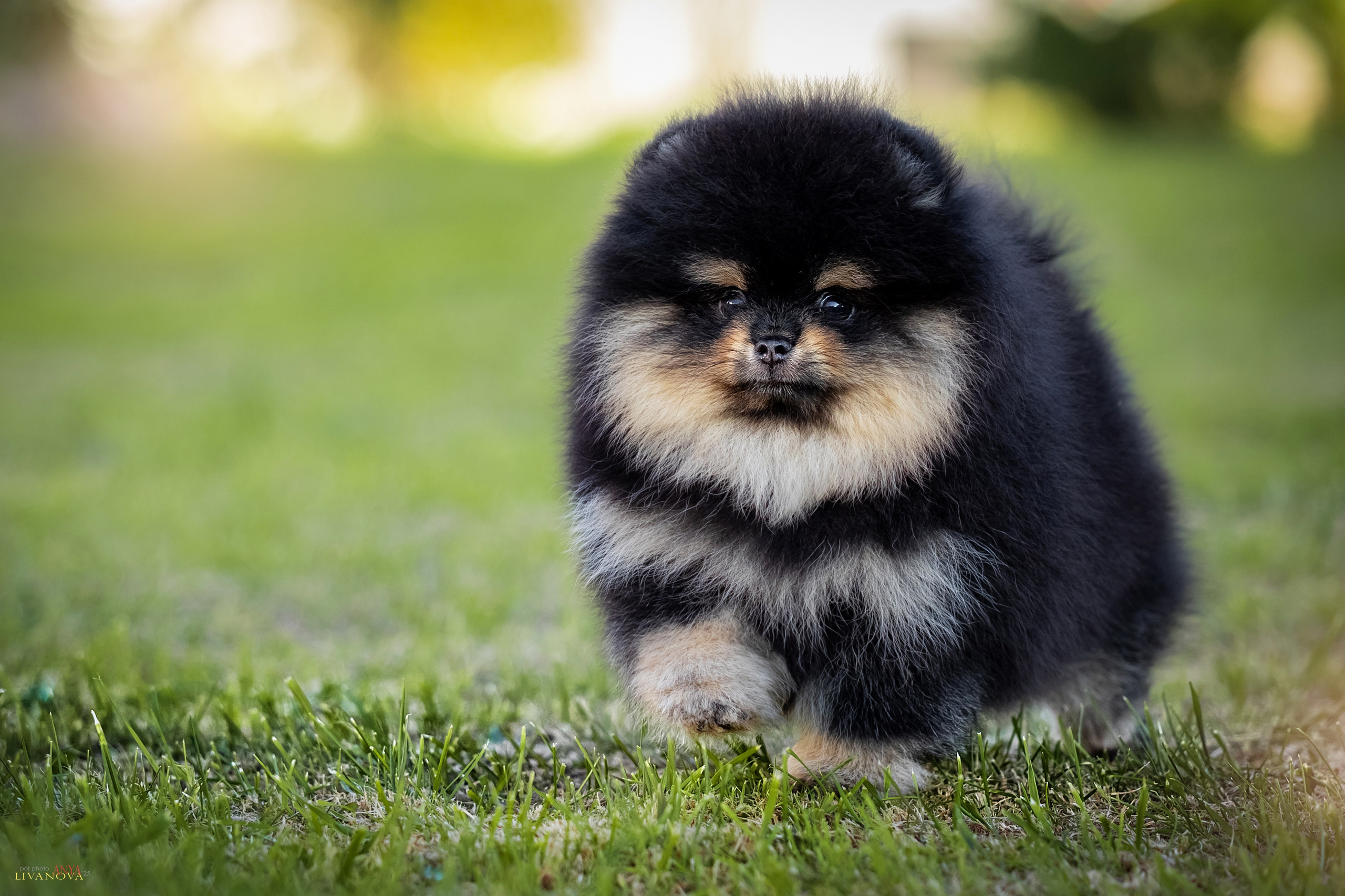 Шпцулики. Фотограф анималист Аня Ливанова | Рыбинск