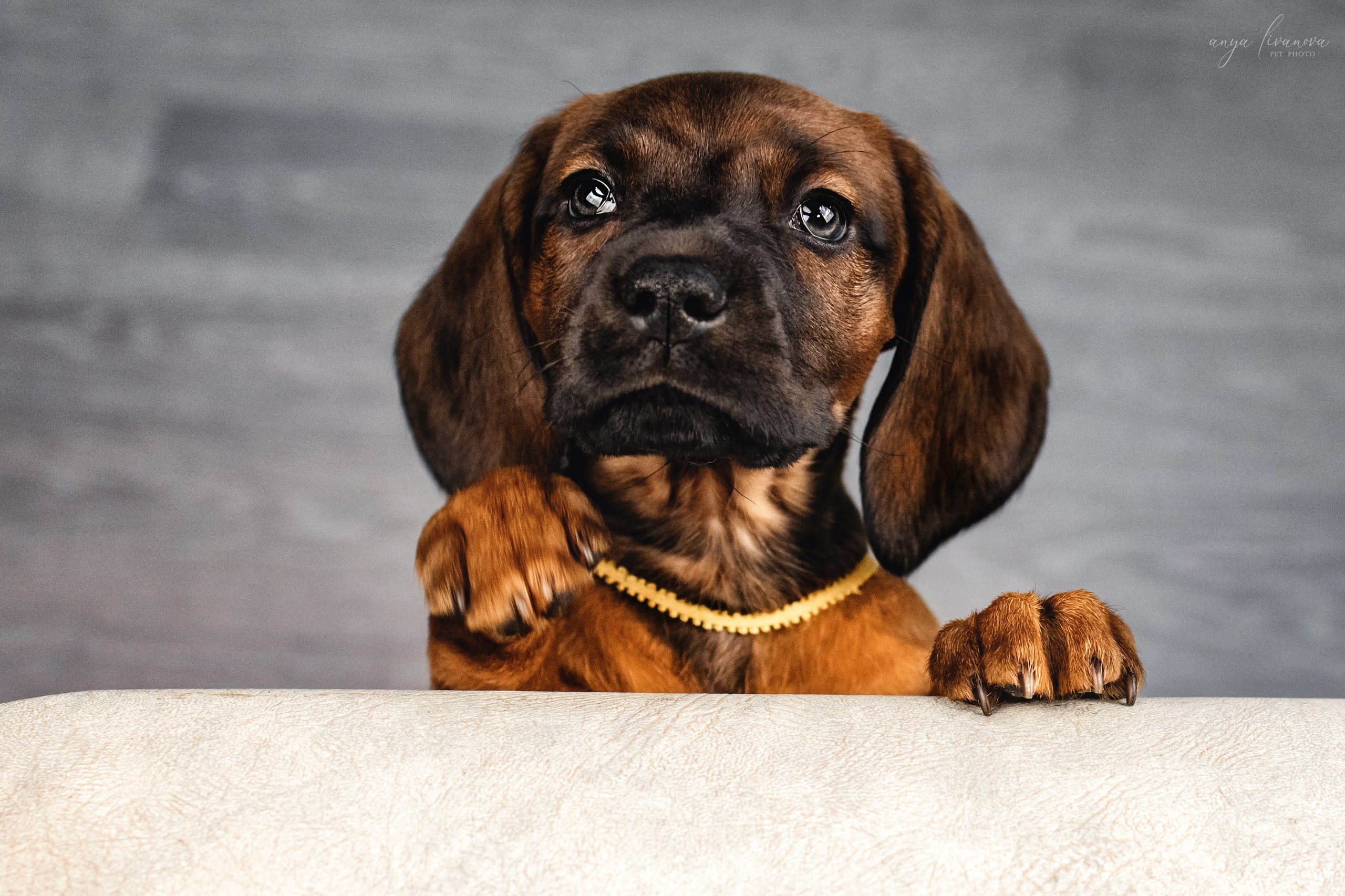 Баварки. Фотограф анималист Аня Ливанова | Рыбинск