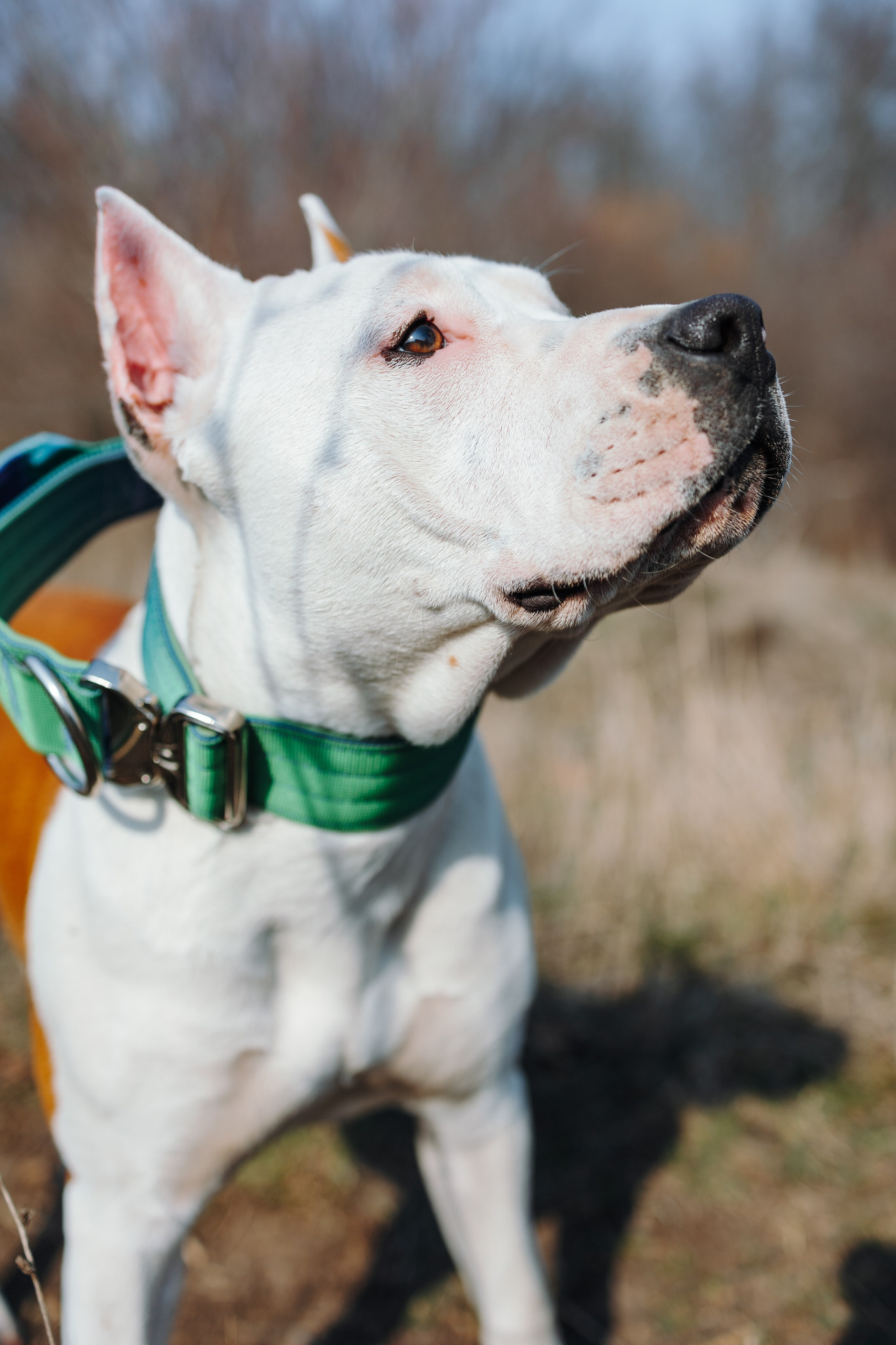 Лера, Ума и Винни. Фотограф — анималист Светлана Кысса|фотограф собак в Краснодаре и Нижнем Новгороде