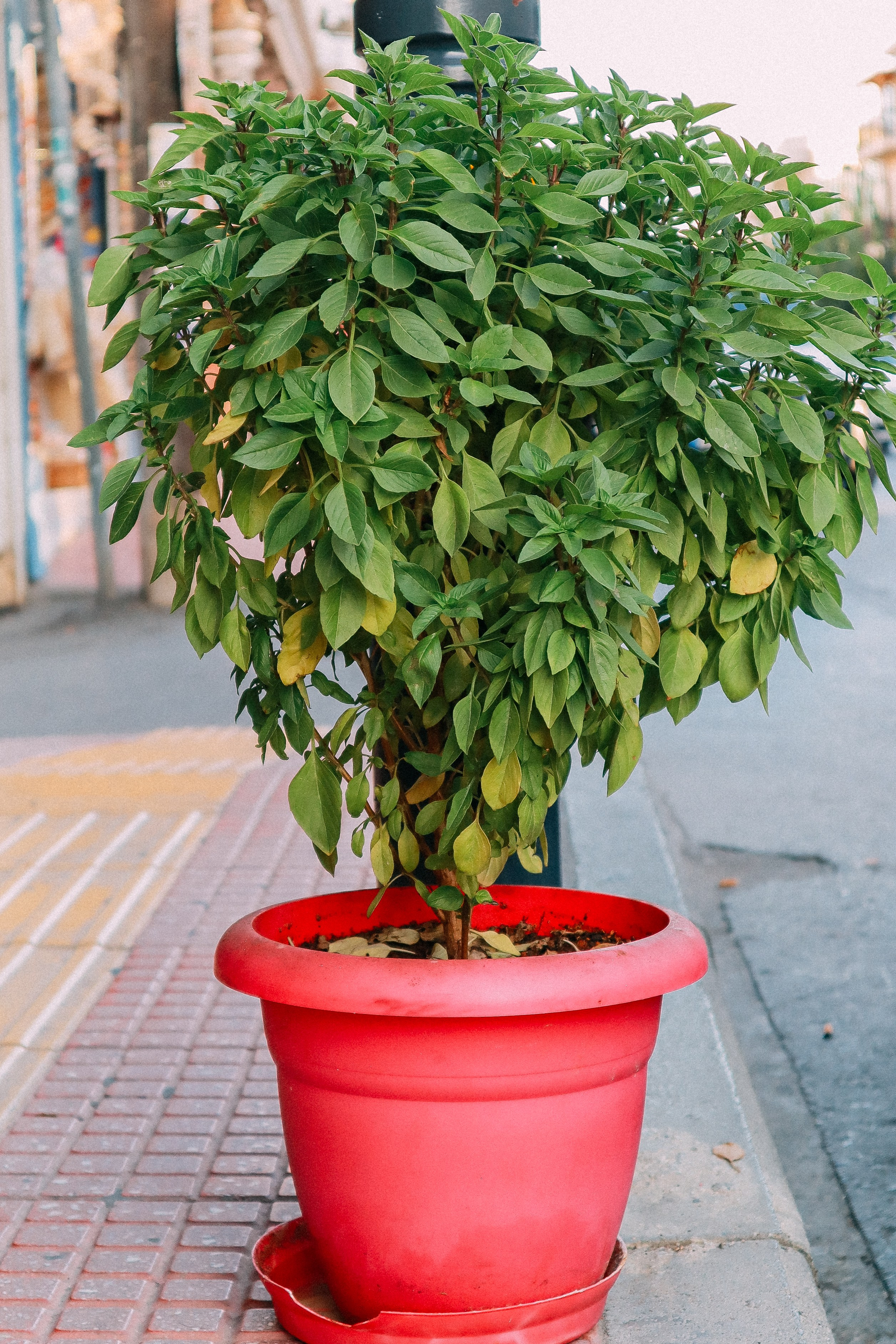 Крит. Аня Степанова