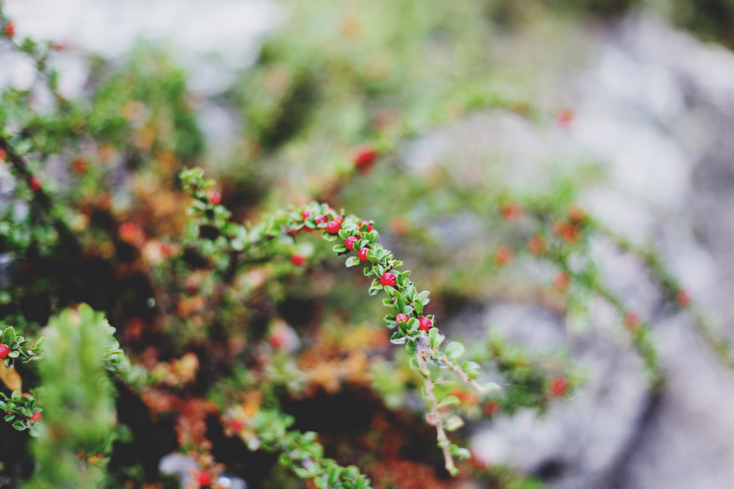Болгария. Аня Степанова