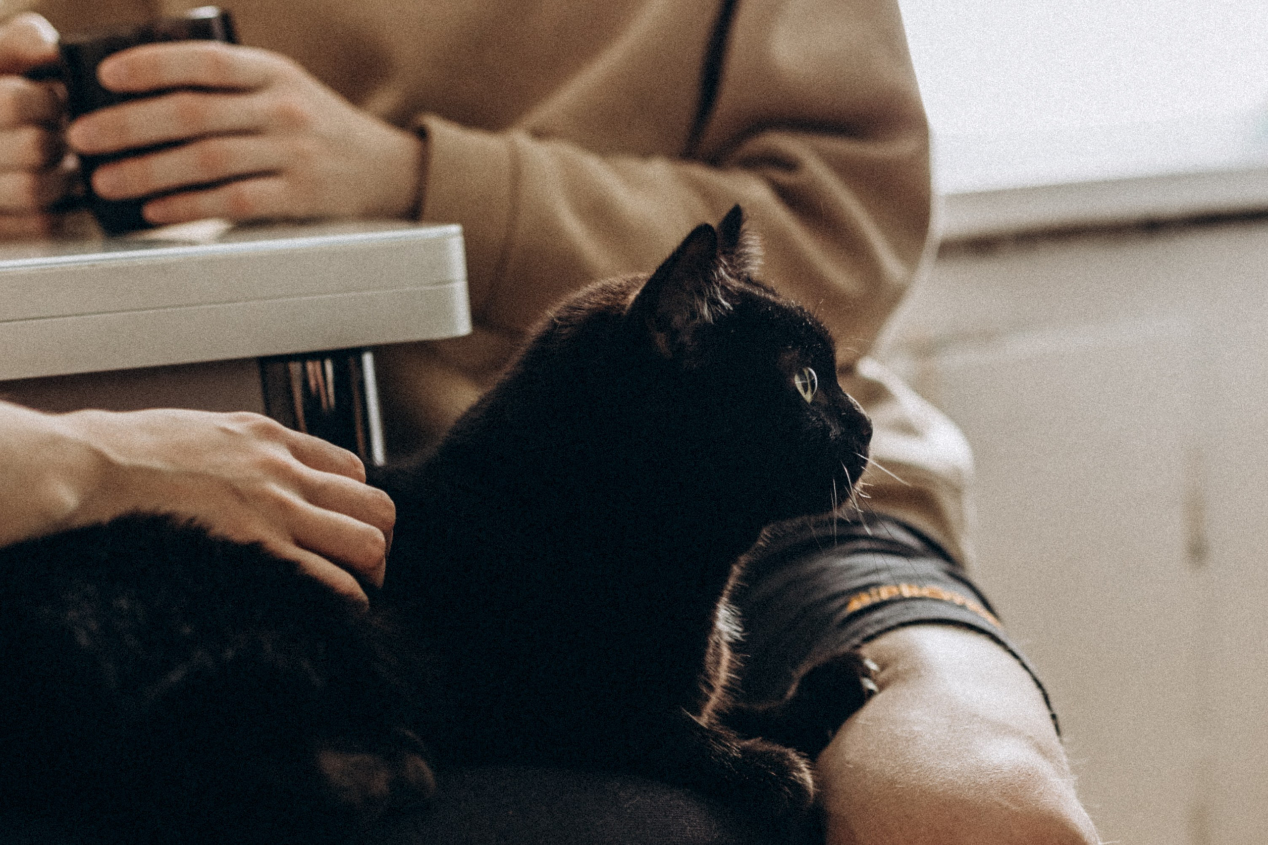 Матвей и Полина, а также кот и собака. Семейный фотограф lifestyle в Новосибирске Елена Шпилевая