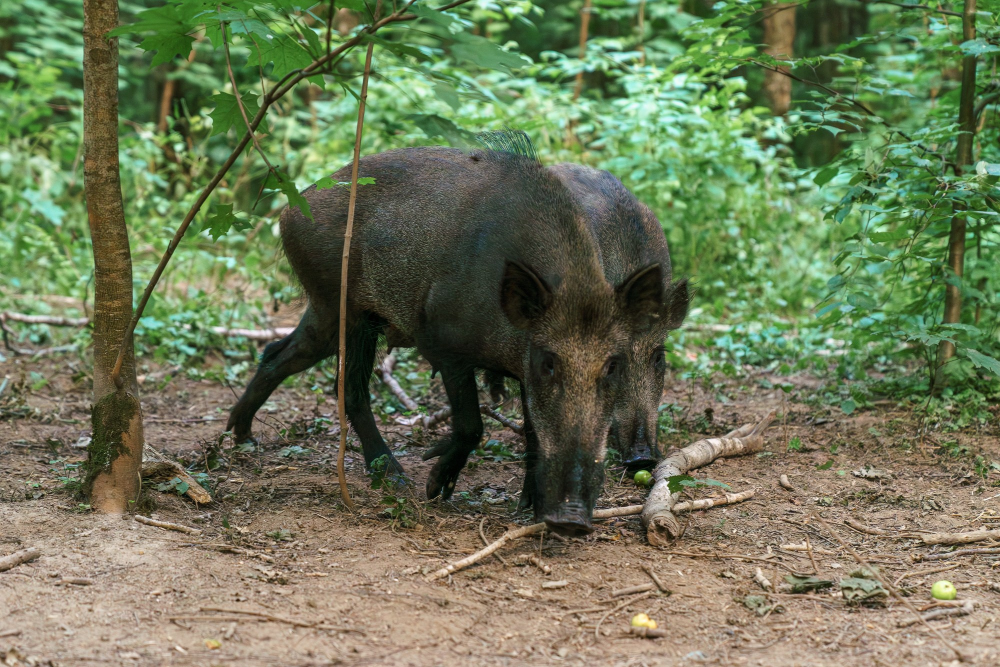 Животные. Ваш личный фотограф Марина Волкова