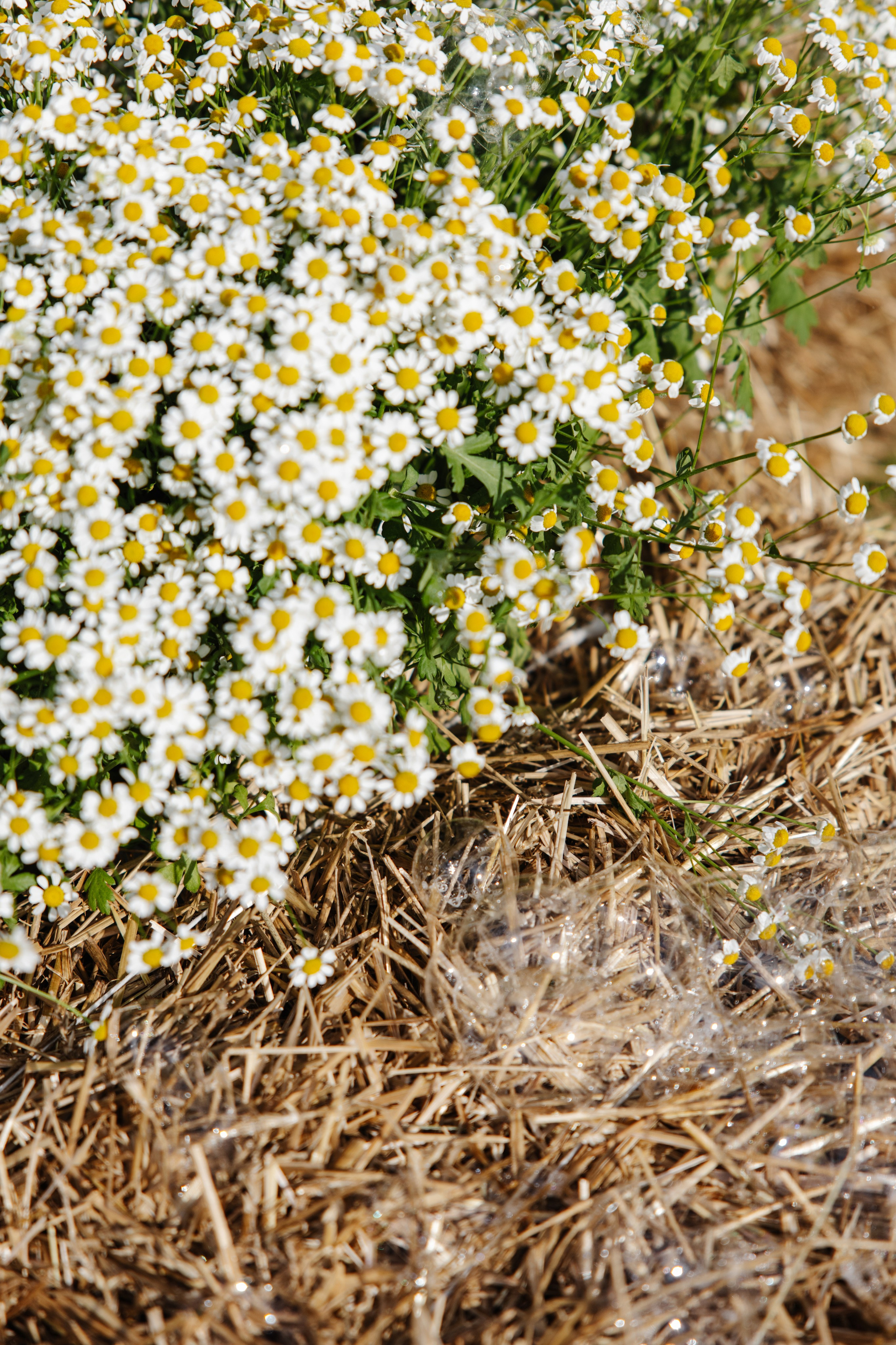 ГЕНДЕР ПАТИ. Фотограф в Красноярске