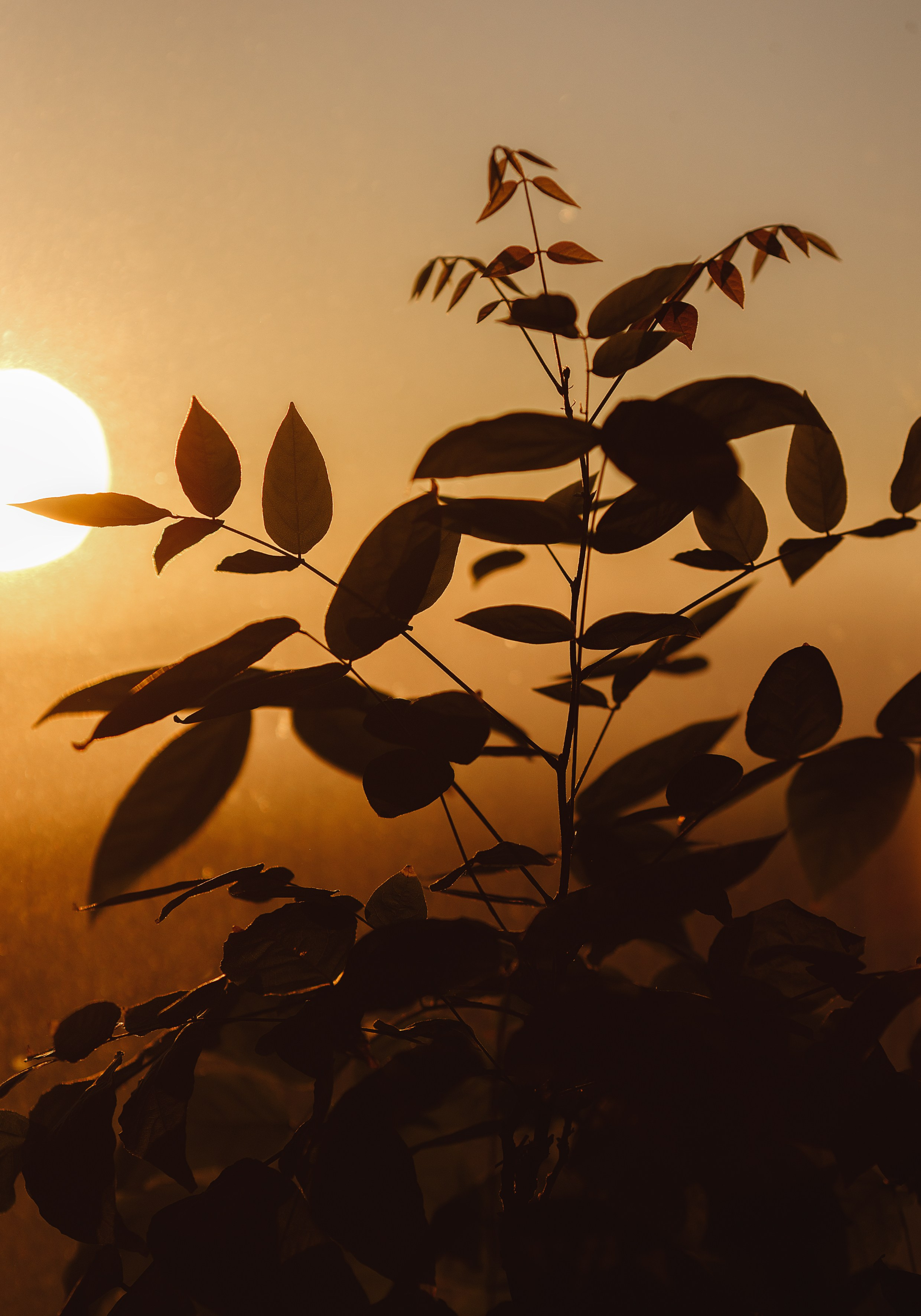 Проект «366»|2024|Фото каждый день. LENA GRACE photographer ||ЛЕНА ГРЭЙС фотограф