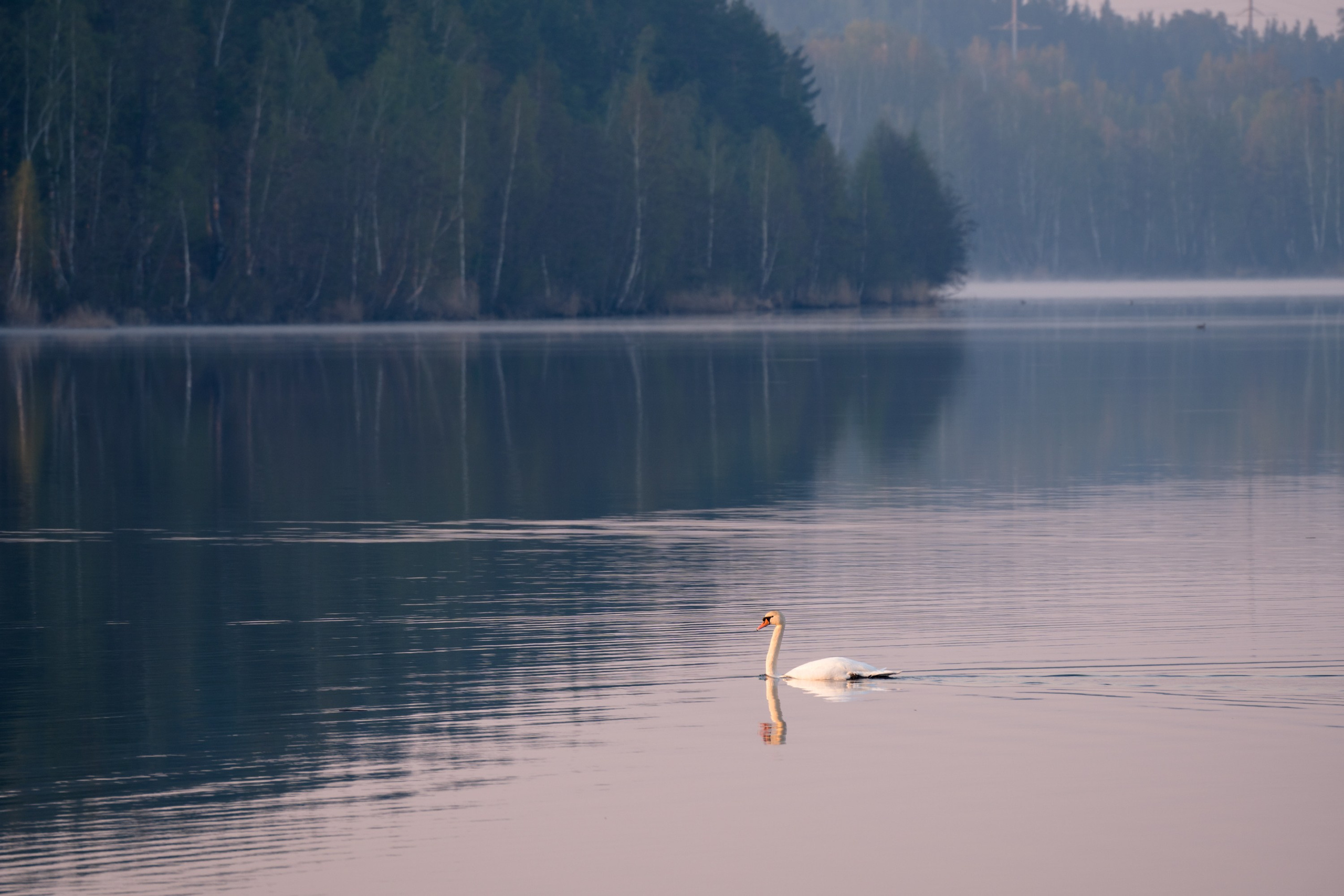 Фотосъемка животных и птиц. Интерьерный и архитектурный фотограф в Москве Панова Ольга